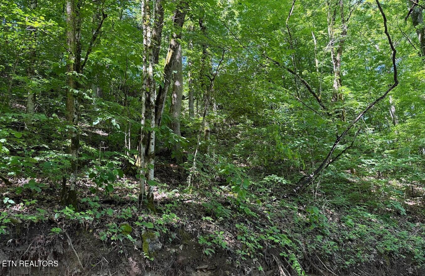 0 Spring Creek Road Cookeville TN 38501