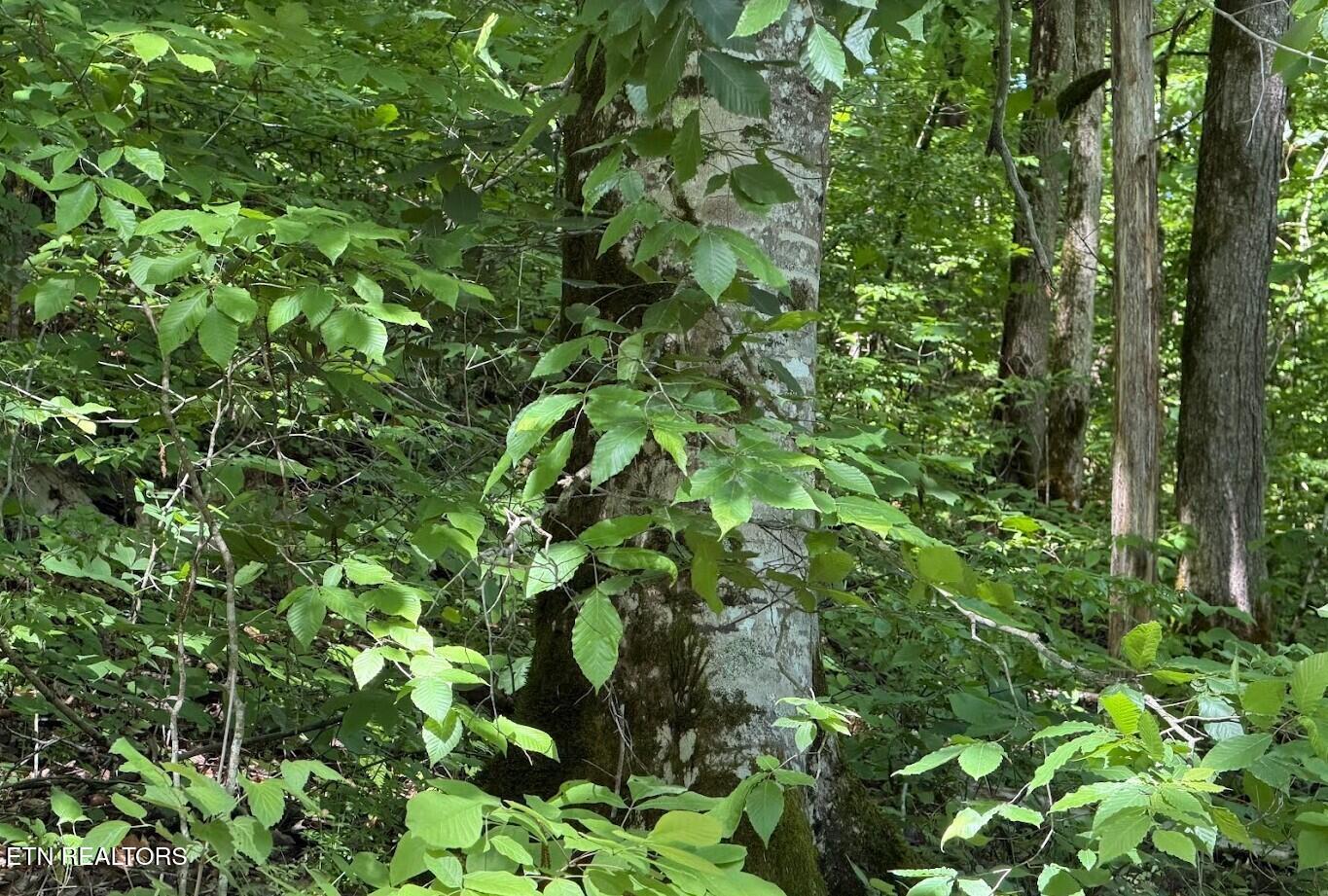 0 Spring Creek Road Cookeville TN 38501