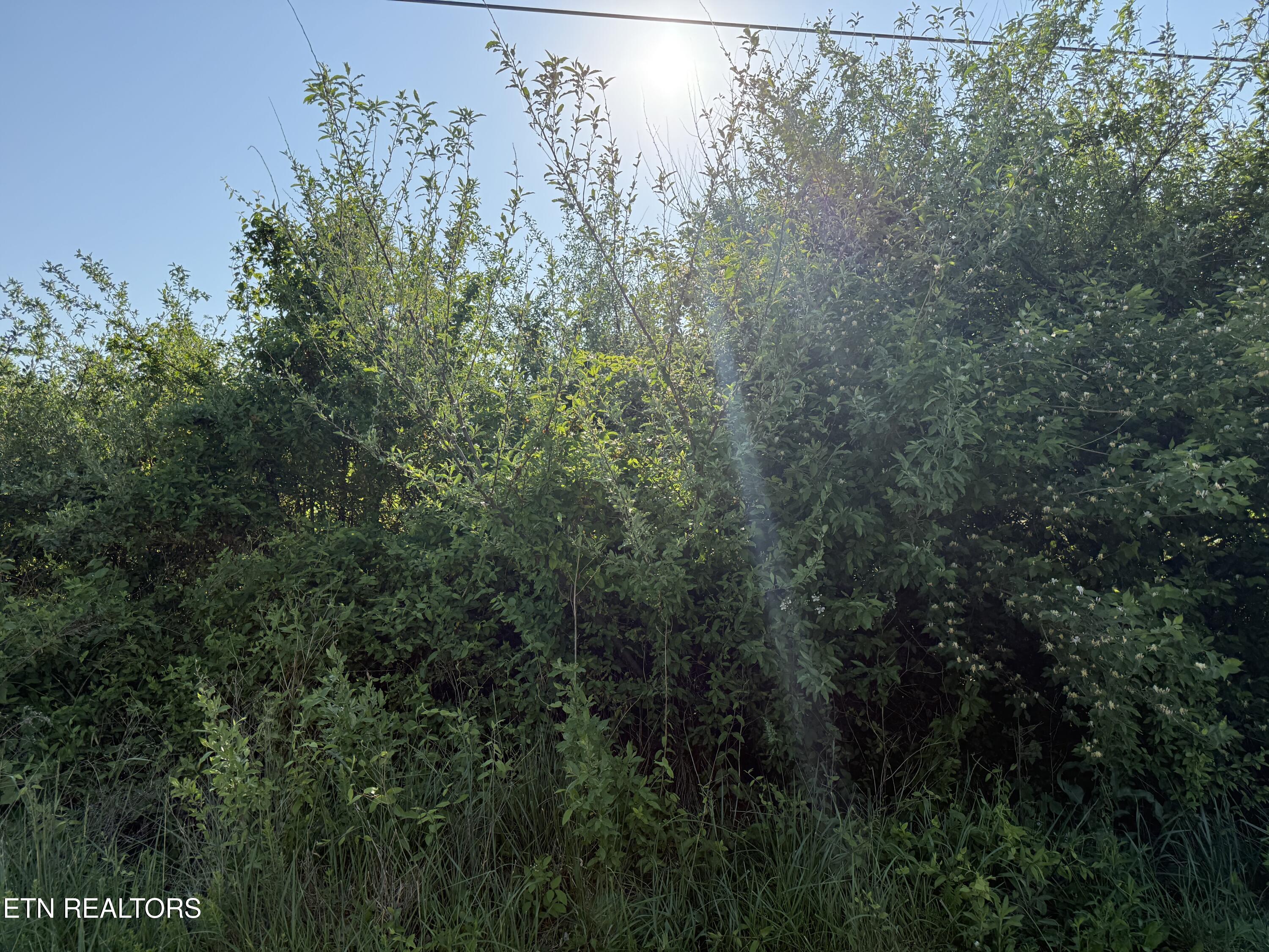 Racoon Lane Pioneer TN 37847