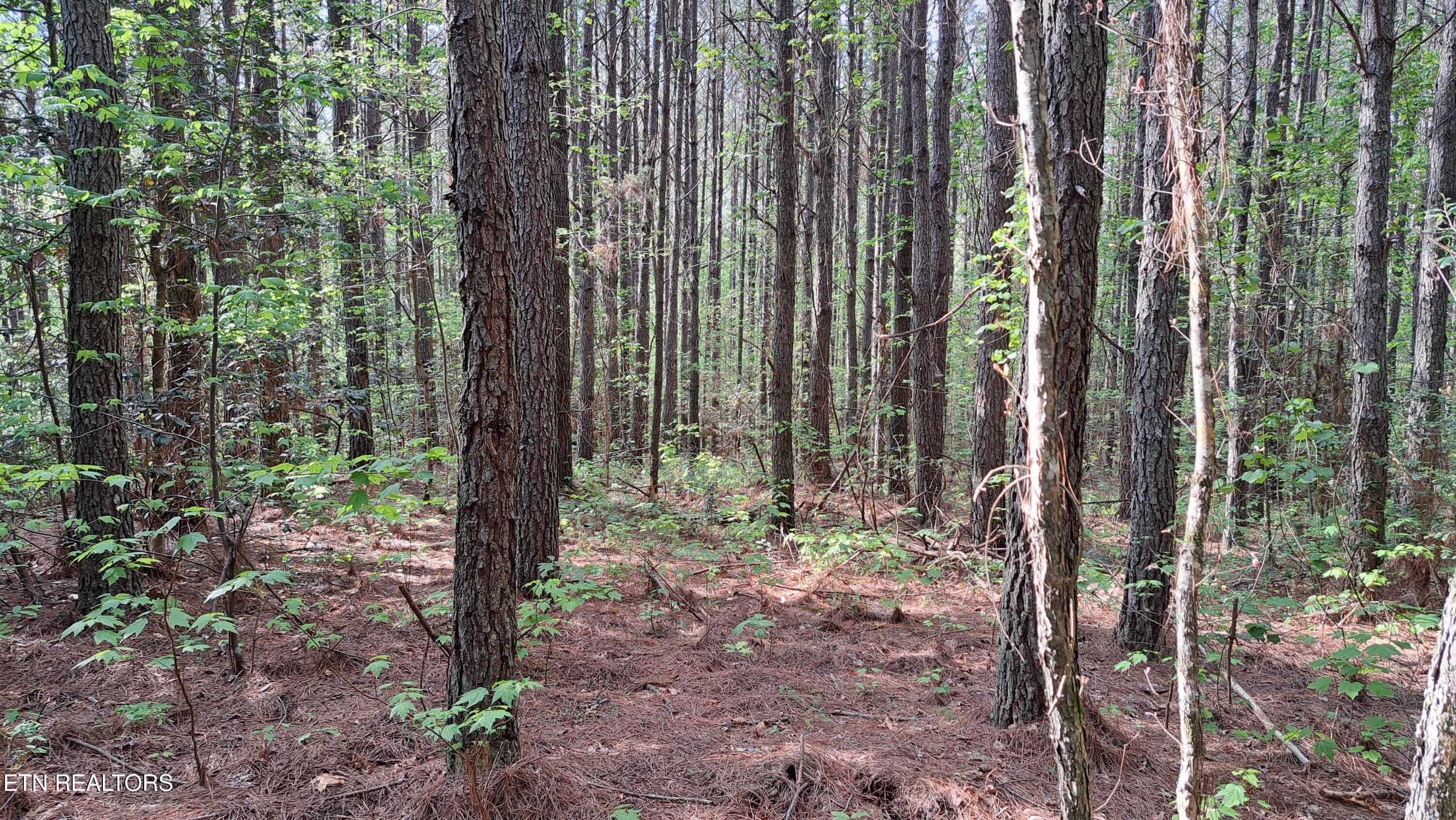Lot 14 Airport Road (PCA) Rockwood TN 37854