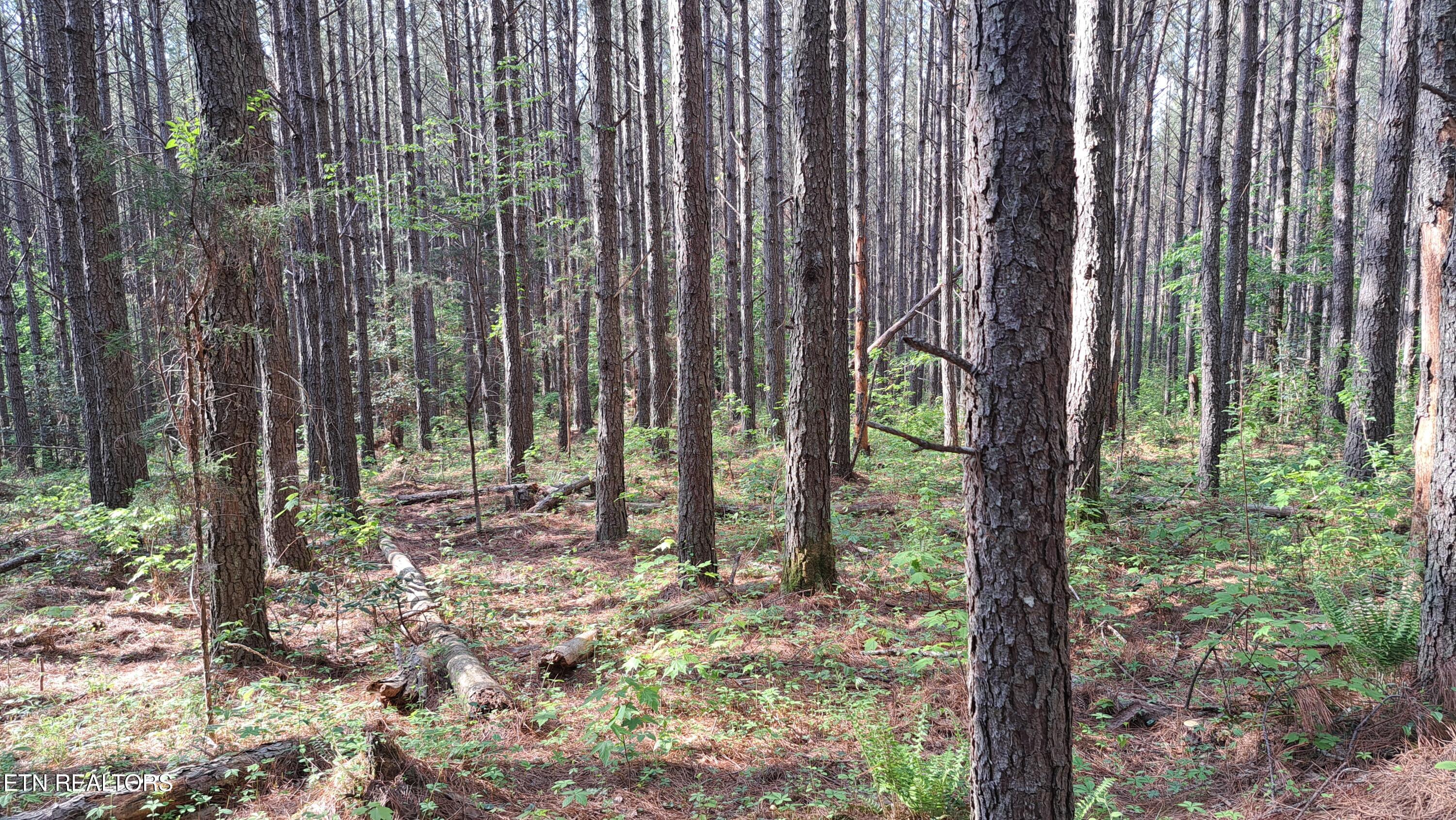 Lot 14 Airport Road (PCA) Rockwood TN 37854