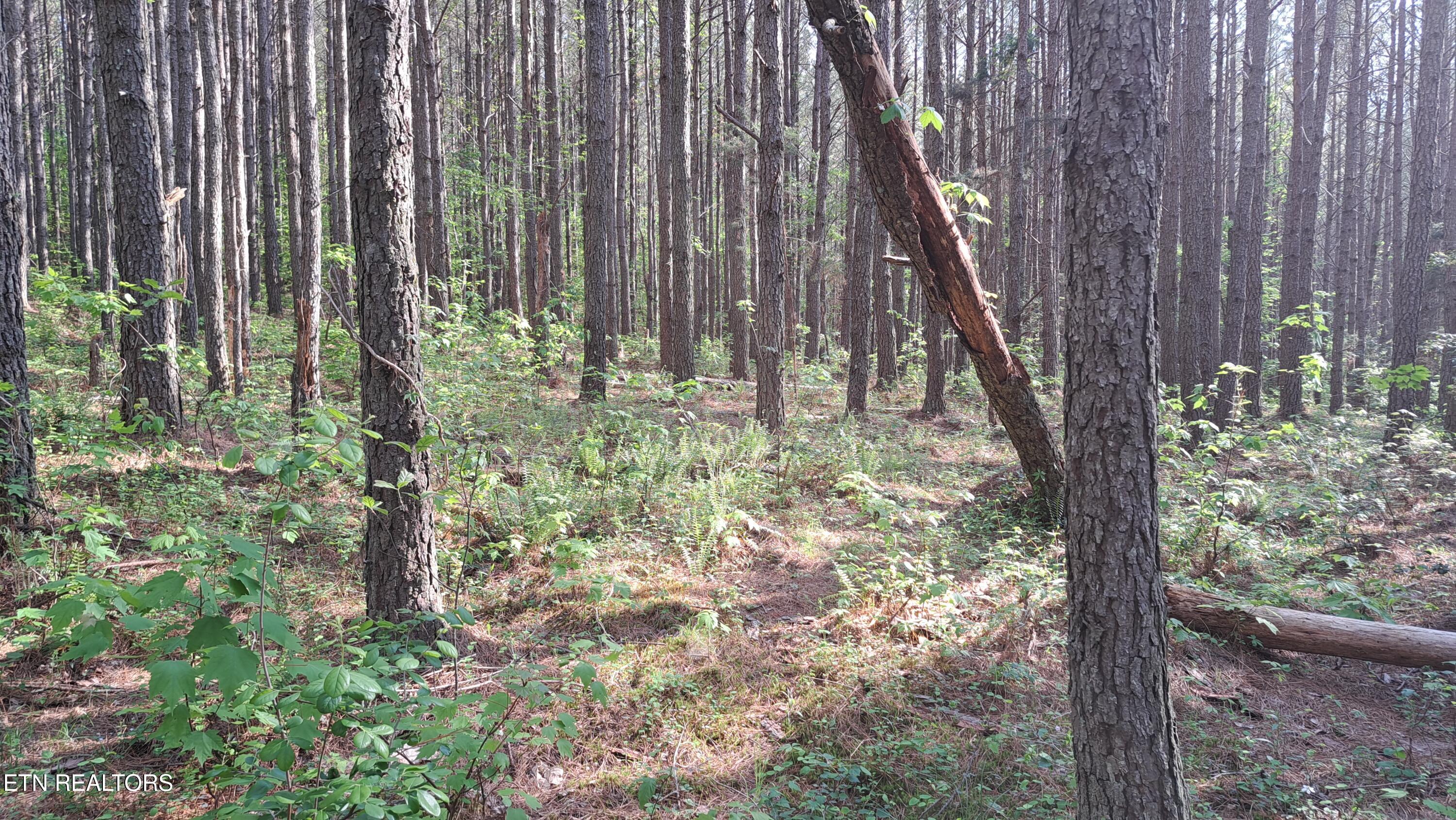 Lot 14 Airport Road (PCA) Rockwood TN 37854