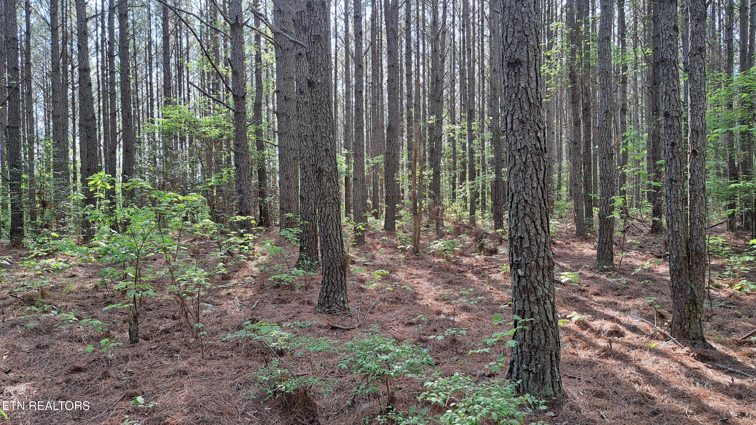 Lot 14 Airport Road (PCA) Rockwood TN 37854