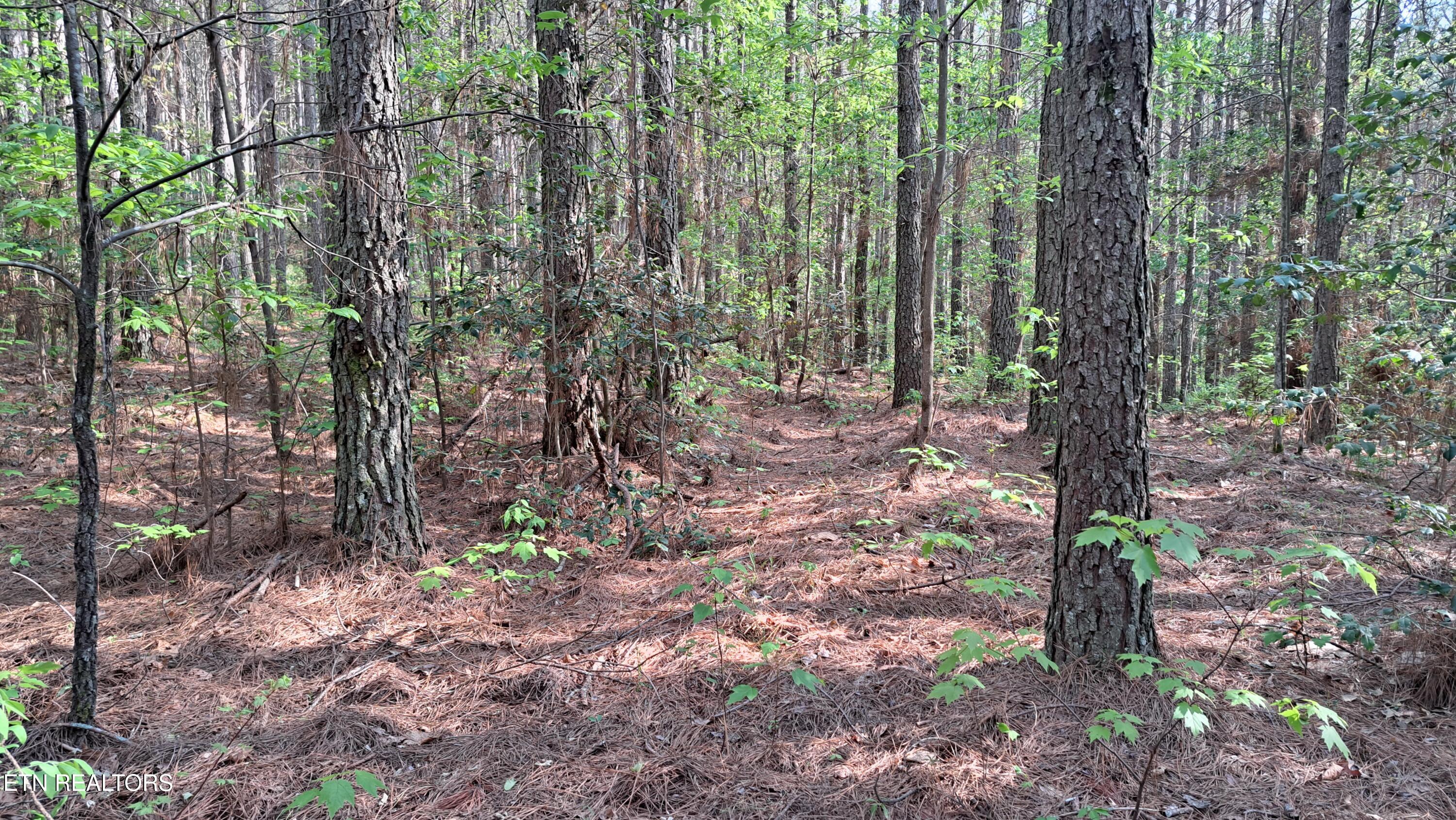 Lot 14 Airport Road (PCA) Rockwood TN 37854