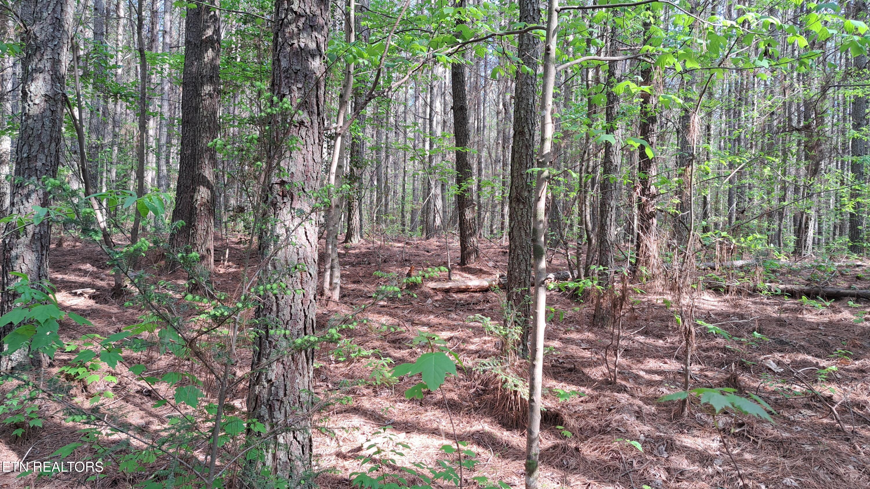Lot 14 Airport Road (PCA) Rockwood TN 37854