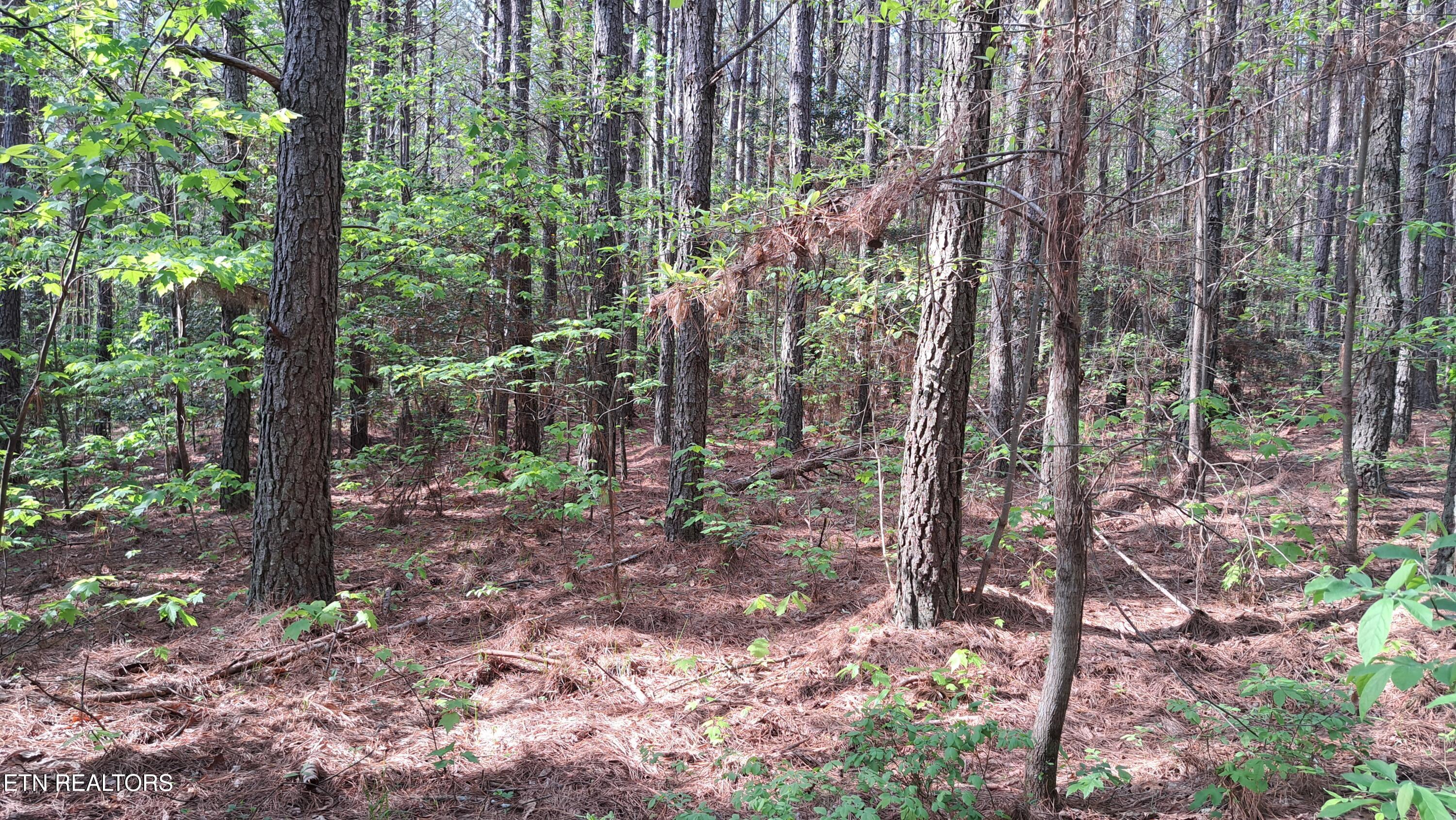 Lot 14 Airport Road (PCA) Rockwood TN 37854