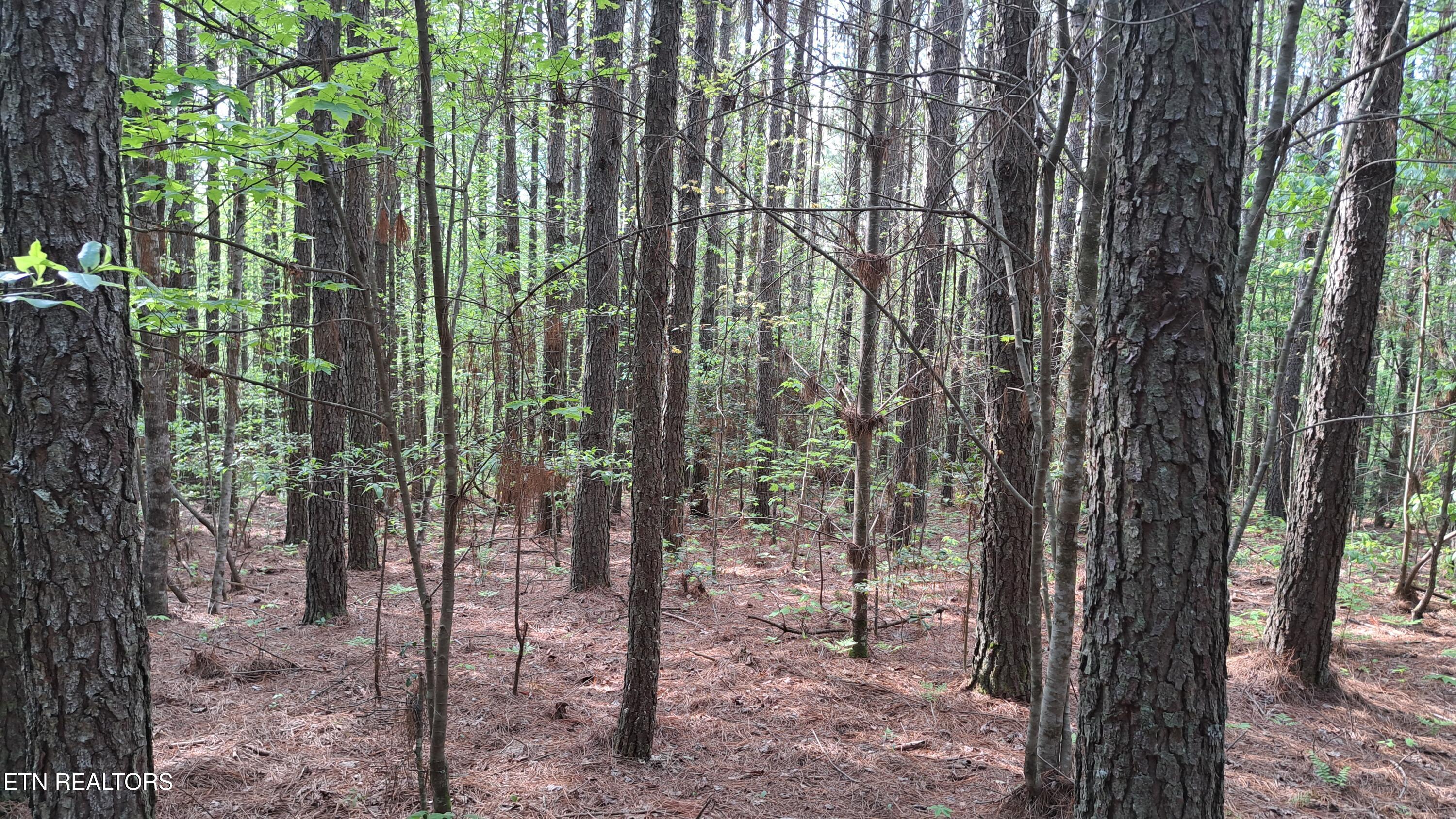 Lot 14 Airport Road (PCA) Rockwood TN 37854