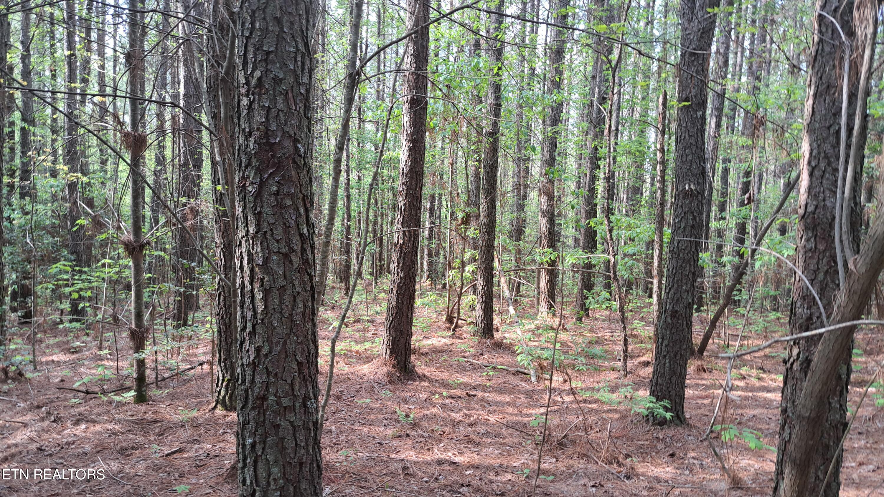Lot 14 Airport Road (PCA) Rockwood TN 37854
