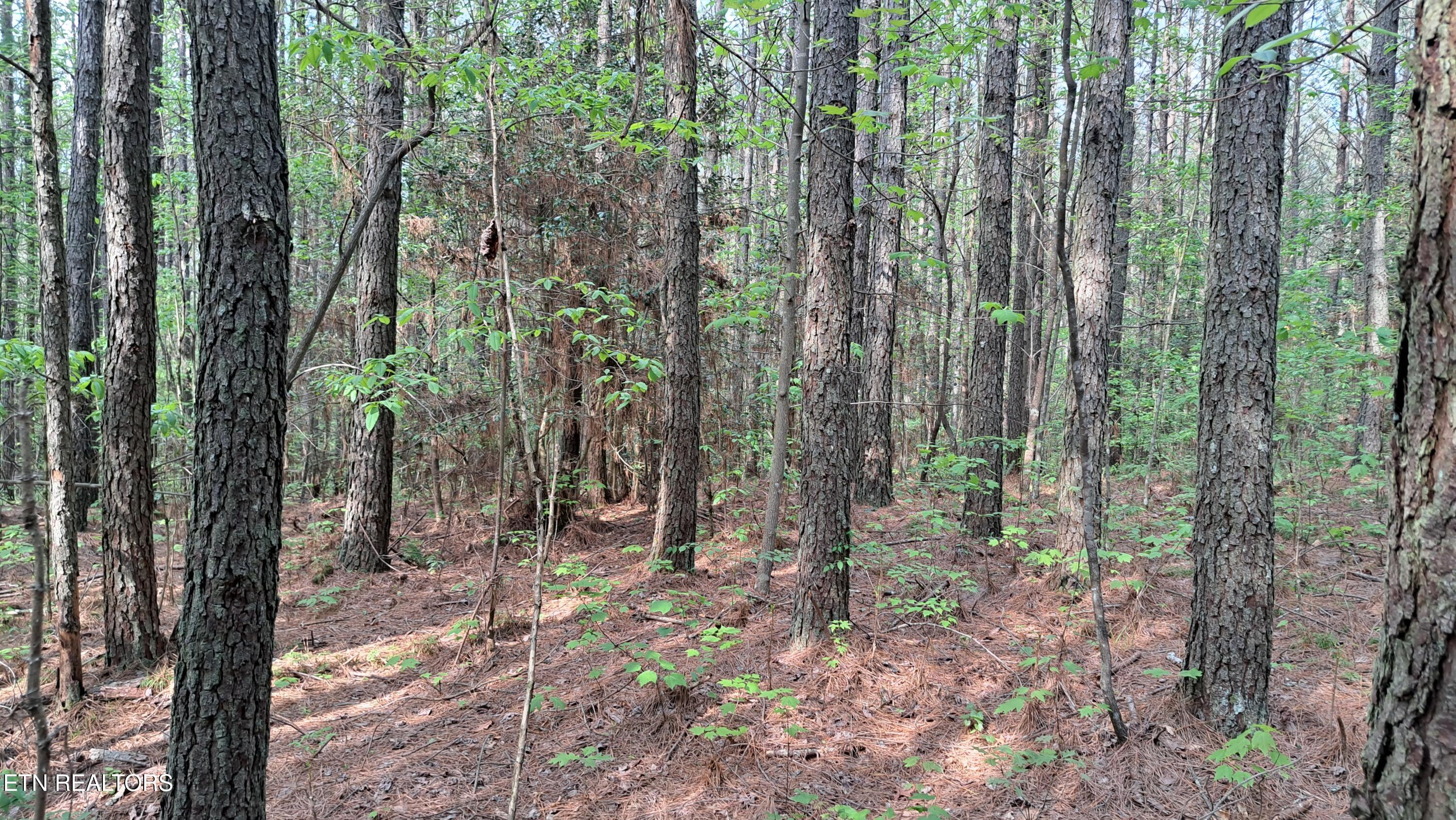 Lot 14 Airport Road (PCA) Rockwood TN 37854