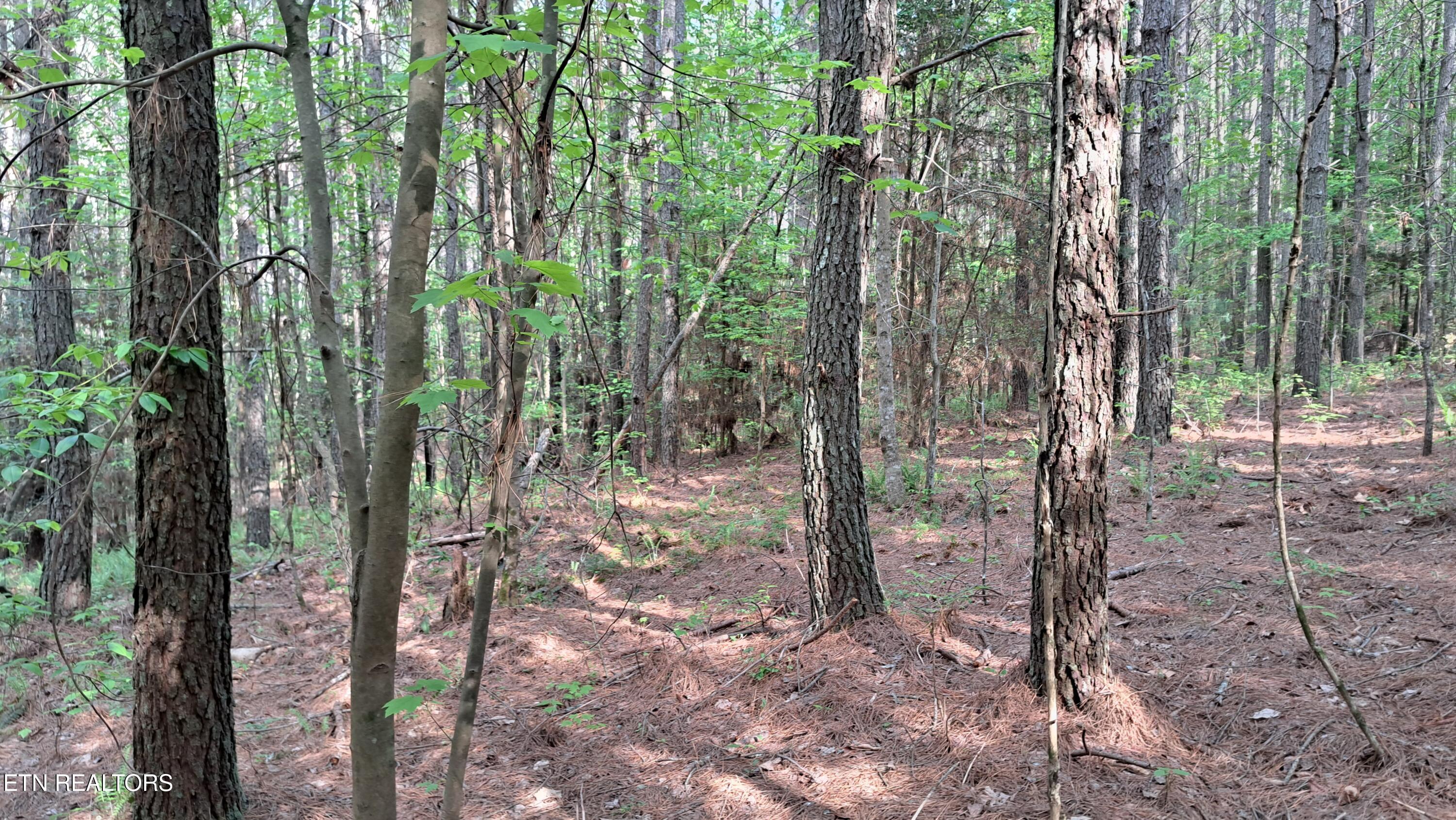 Lot 14 Airport Road (PCA) Rockwood TN 37854