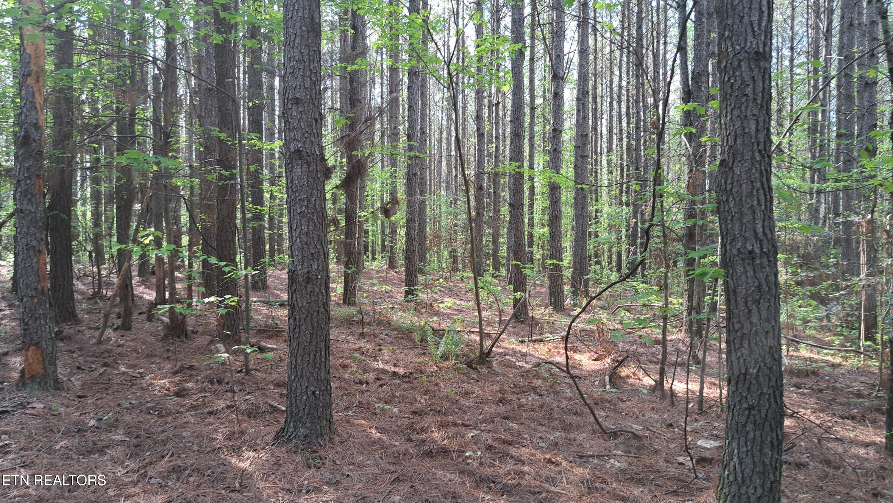 Lot 14 Airport Road (PCA) Rockwood TN 37854