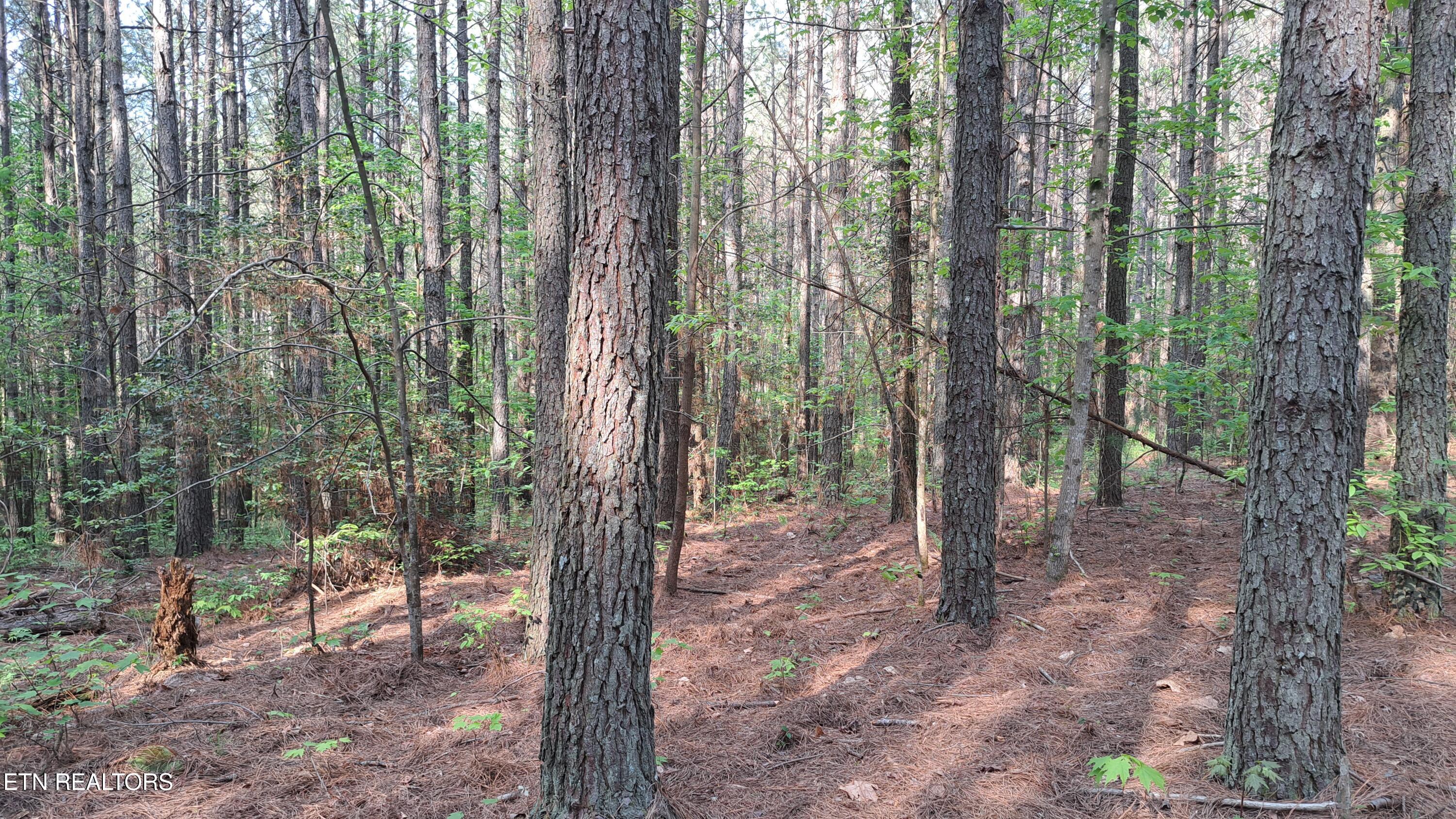 Lot 14 Airport Road (PCA) Rockwood TN 37854