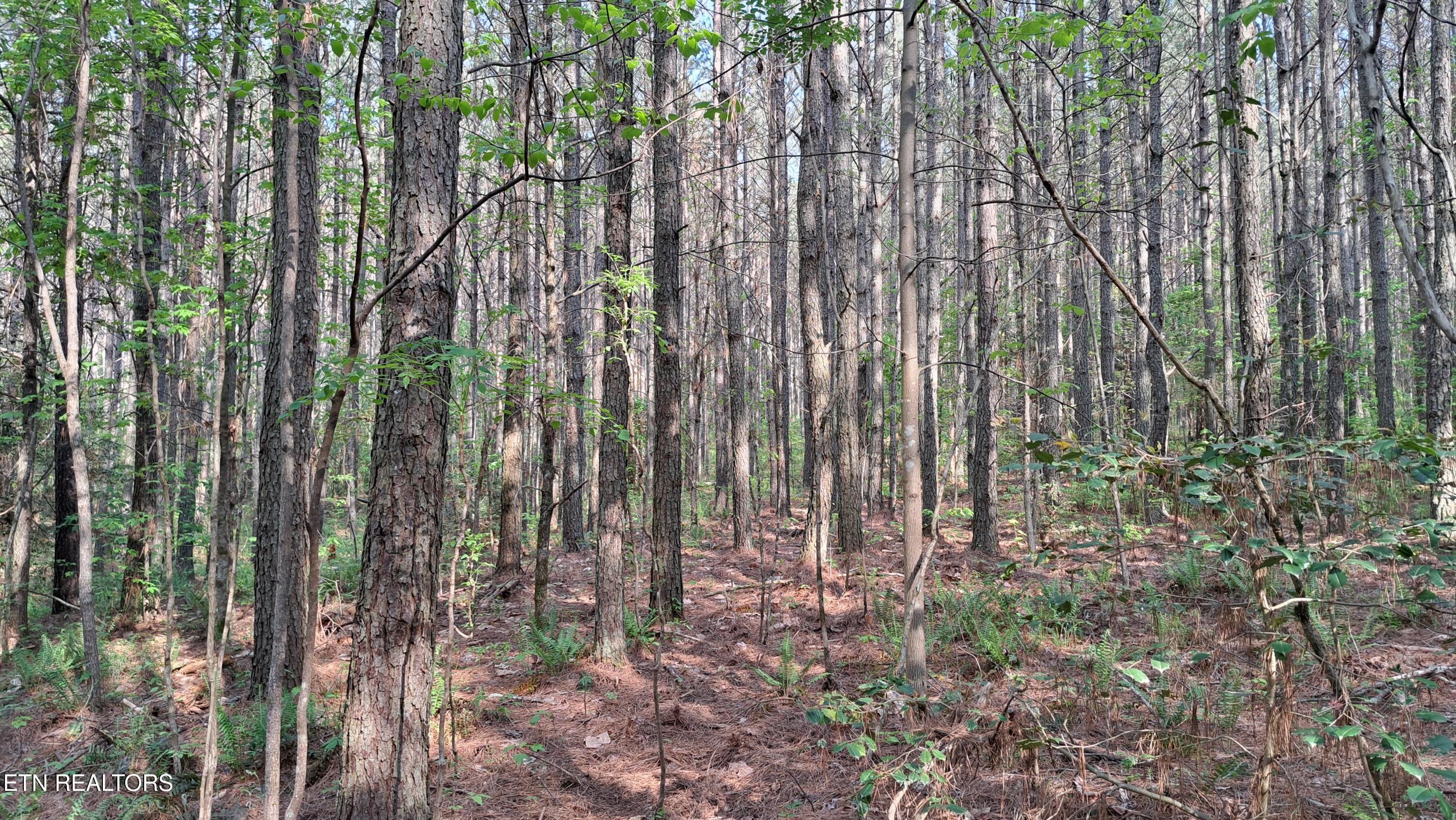 Lot 14 Airport Road (PCA) Rockwood TN 37854