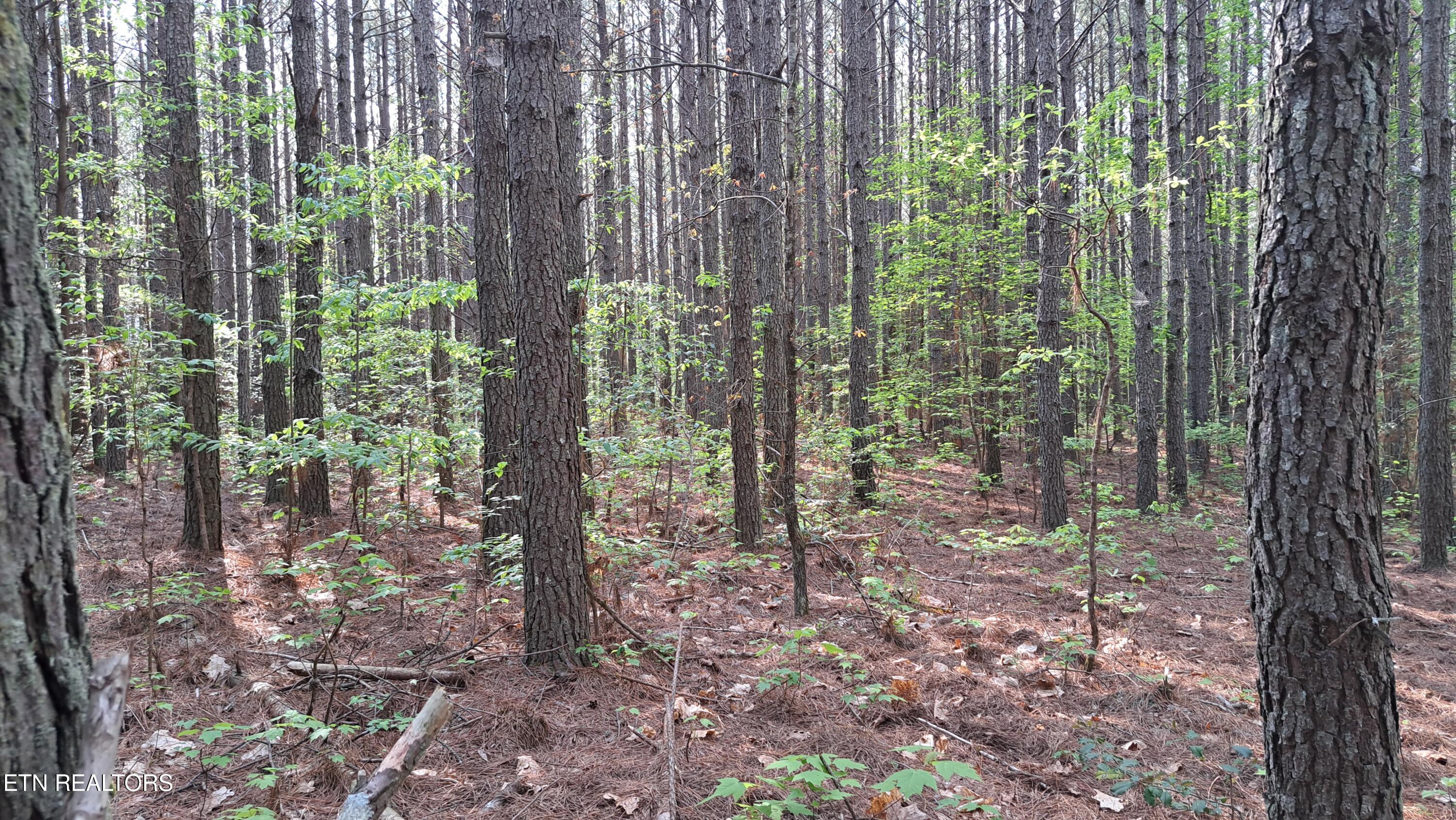 Lot 14 Airport Road (PCA) Rockwood TN 37854