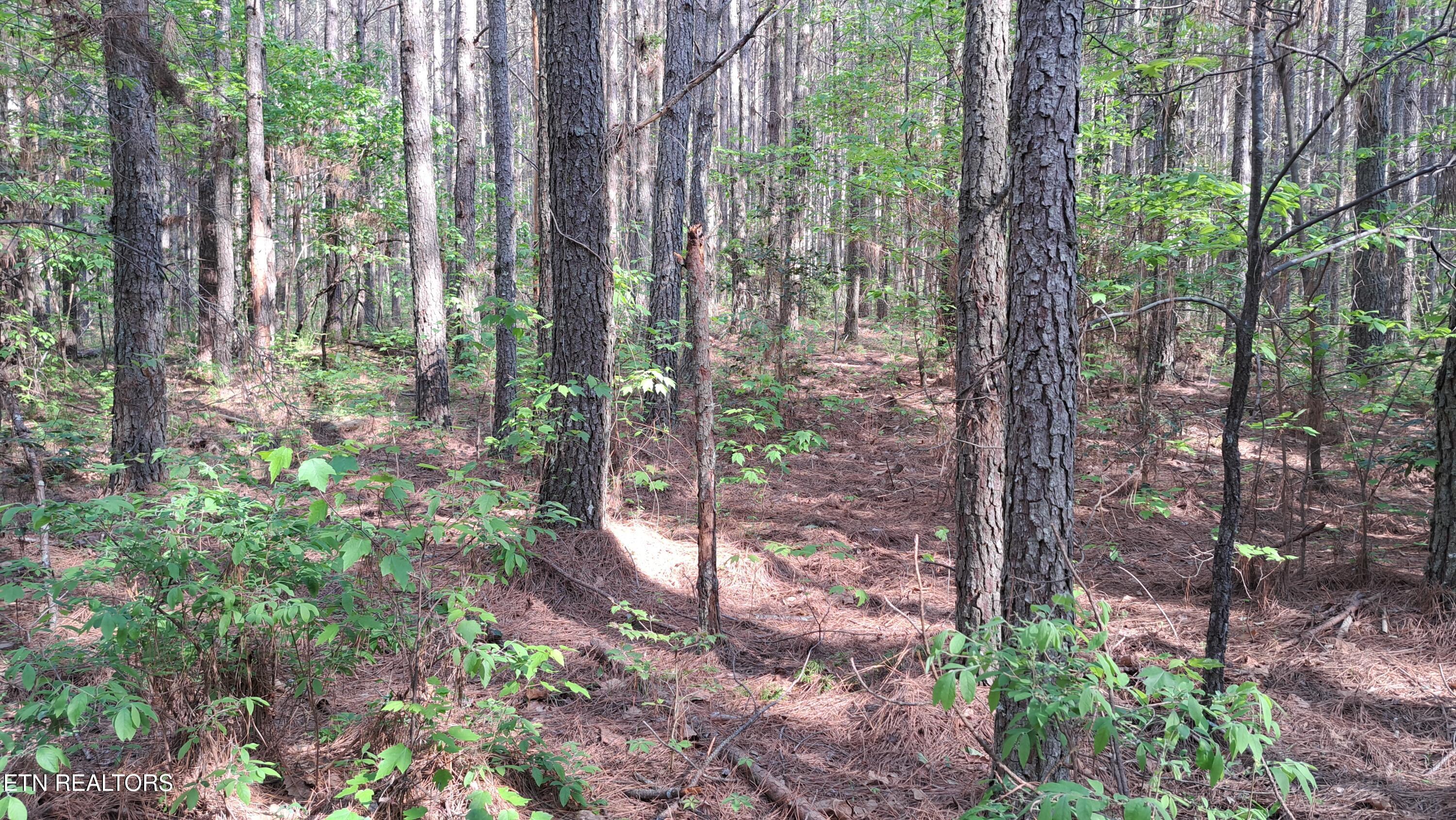 Lot 14 Airport Road (PCA) Rockwood TN 37854