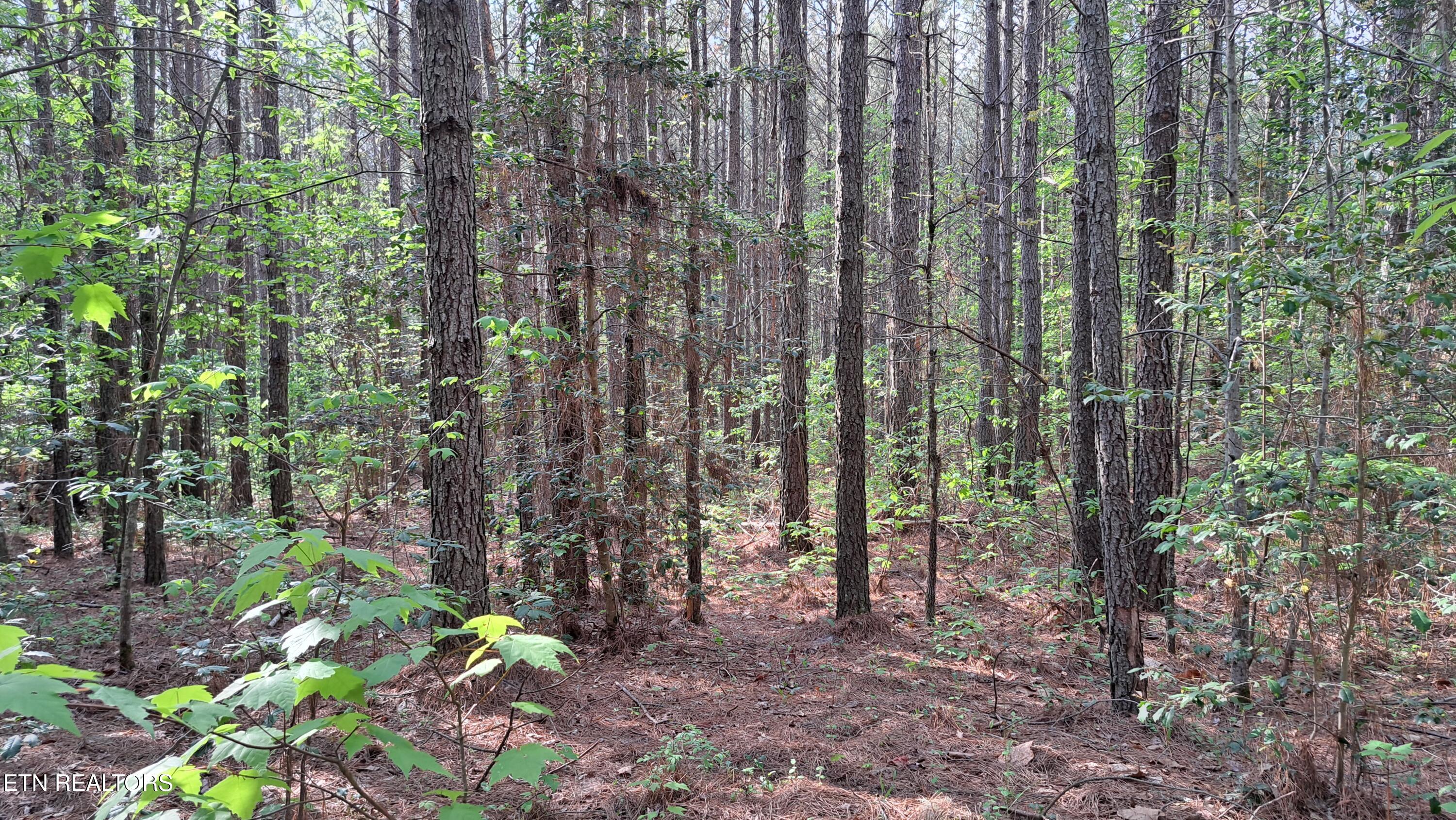 Lot 14 Airport Road (PCA) Rockwood TN 37854