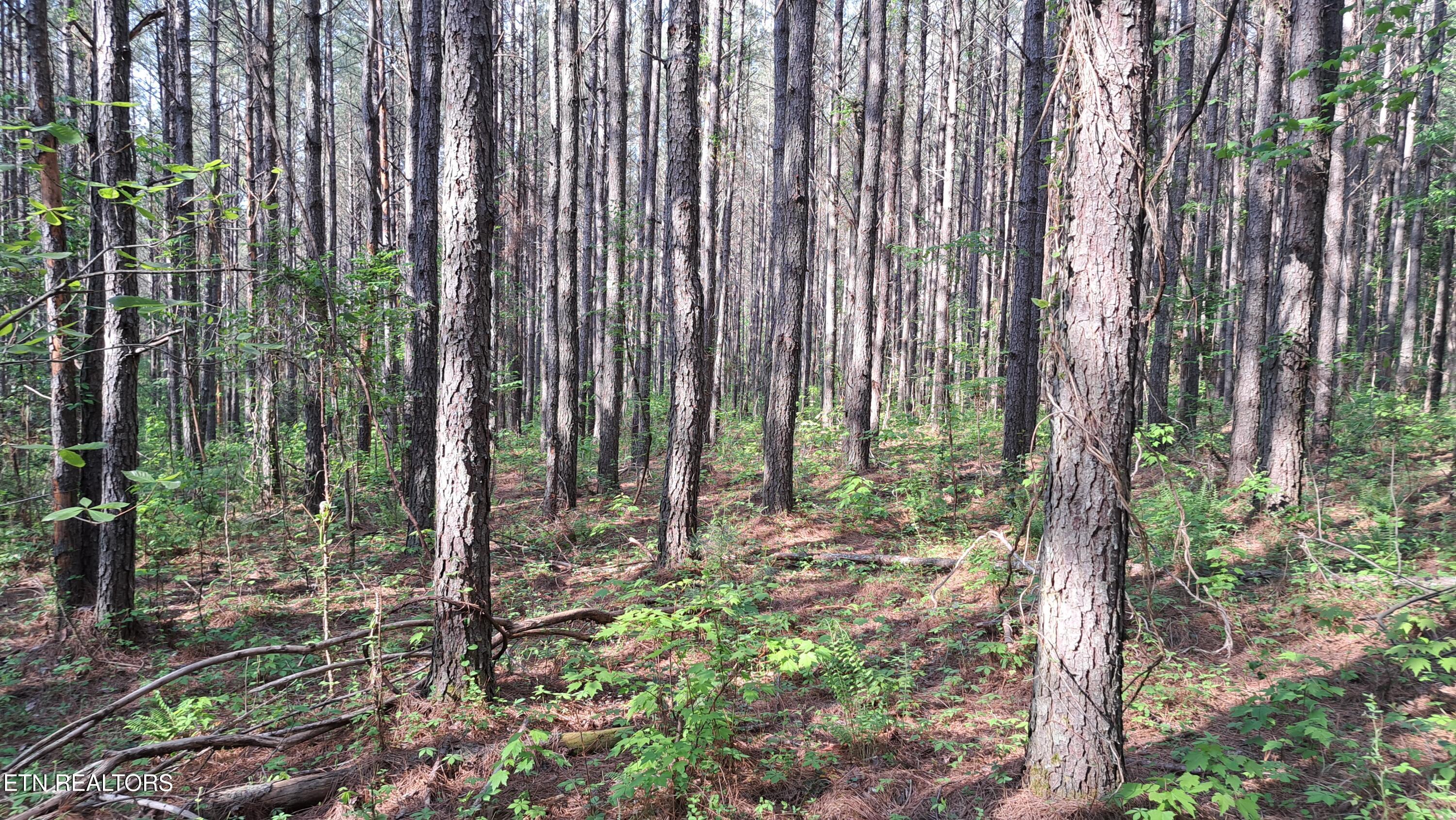 Lot 14 Airport Road (PCA) Rockwood TN 37854