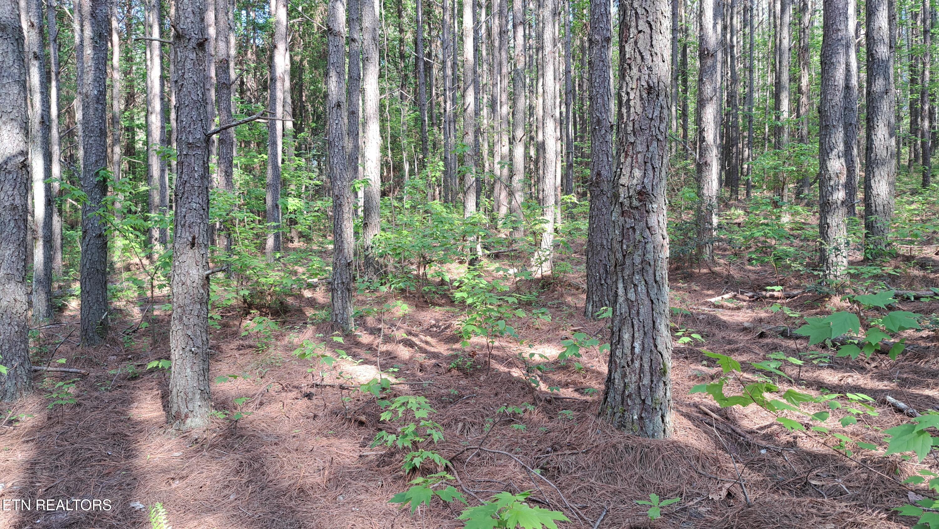 Lot 14 Airport Road (PCA) Rockwood TN 37854