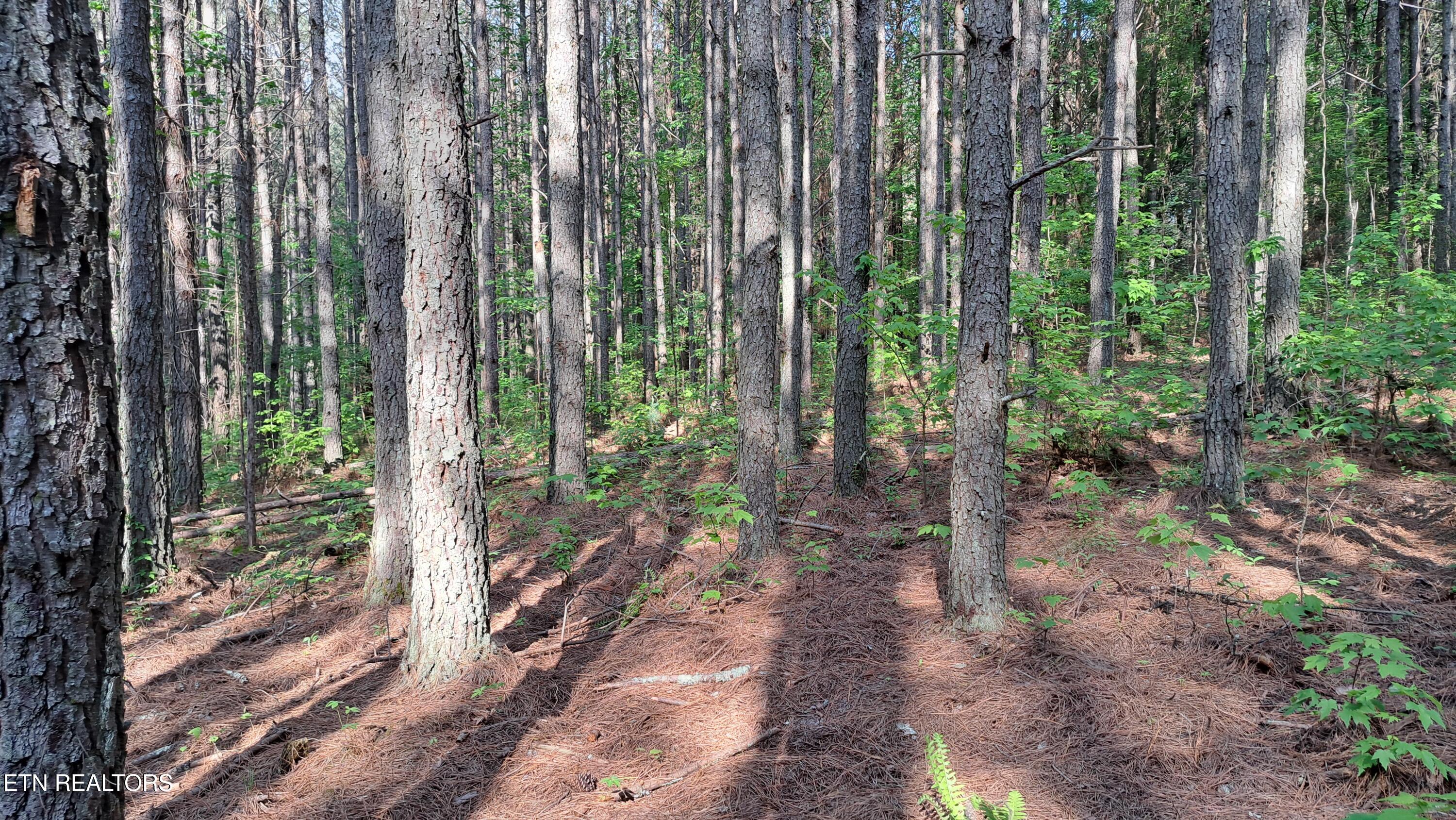 Lot 14 Airport Road (PCA) Rockwood TN 37854