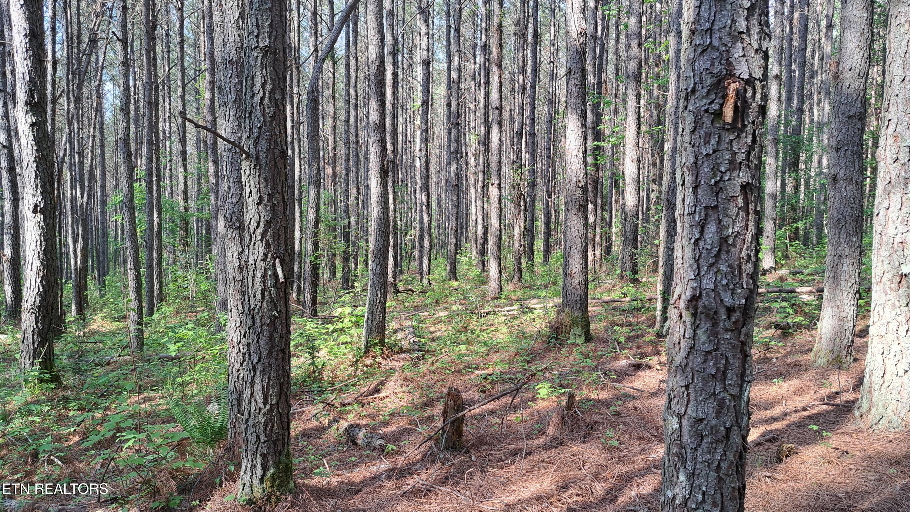 Lot 14 Airport Road (PCA) Rockwood TN 37854
