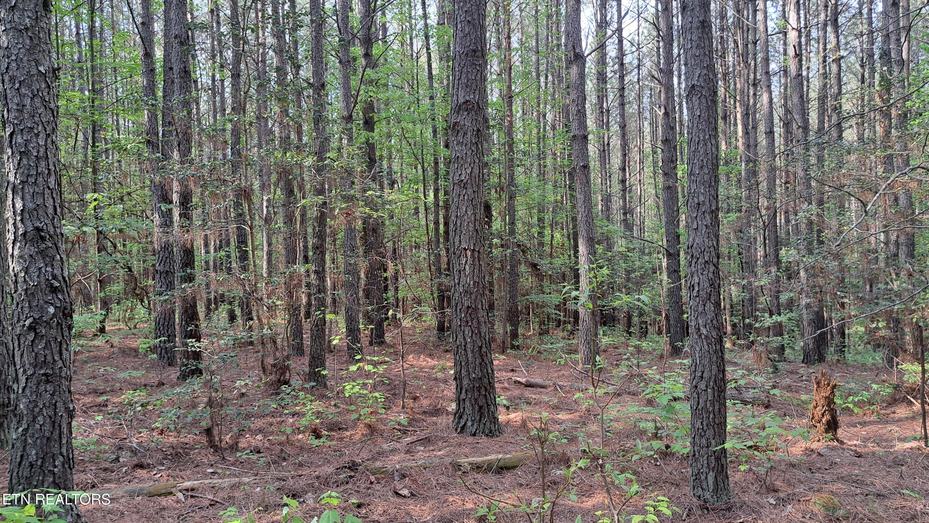 Lot 14 Airport Road (PCA) Rockwood TN 37854