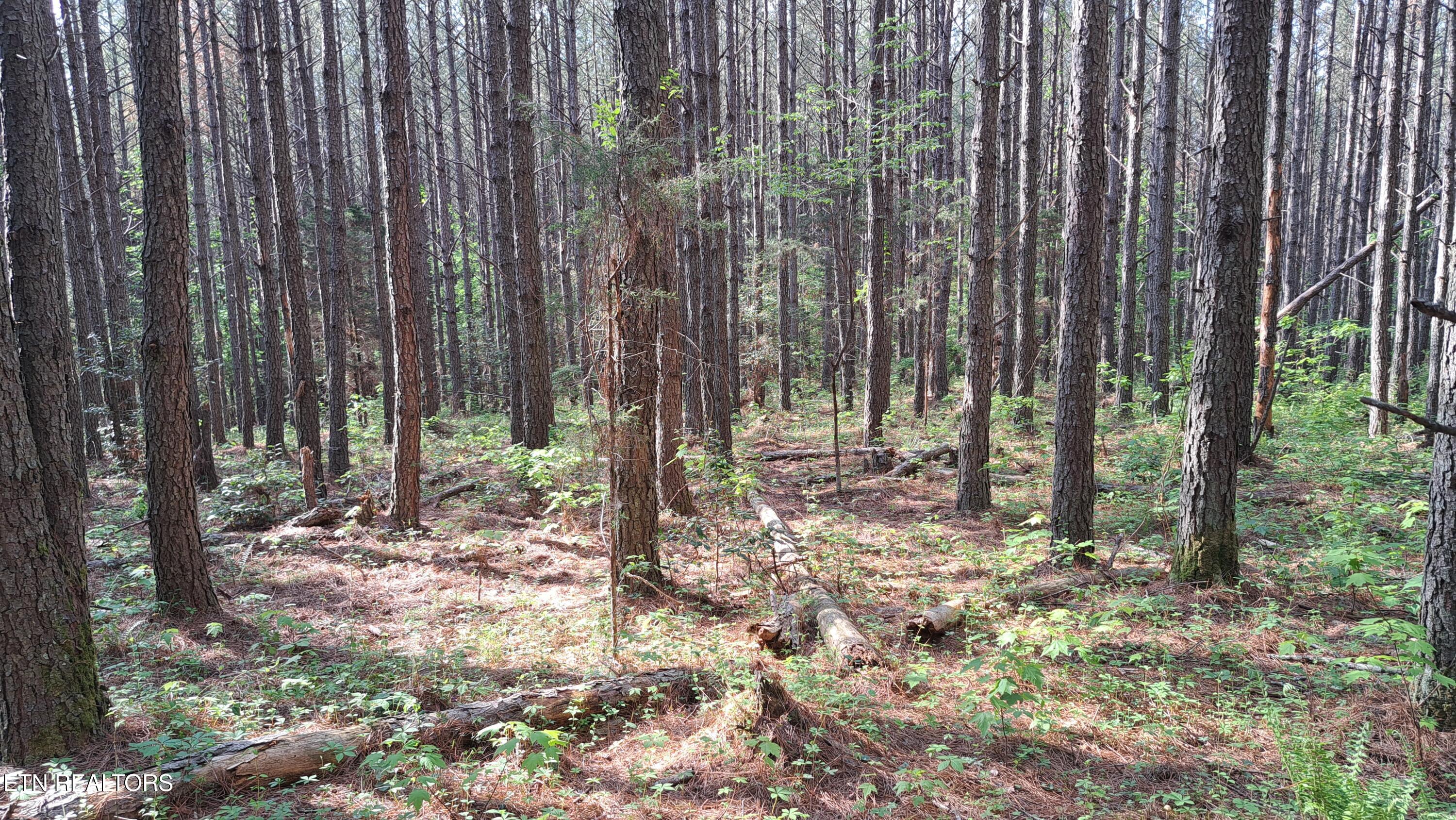 Lot 14 Airport Road (PCA) Rockwood TN 37854