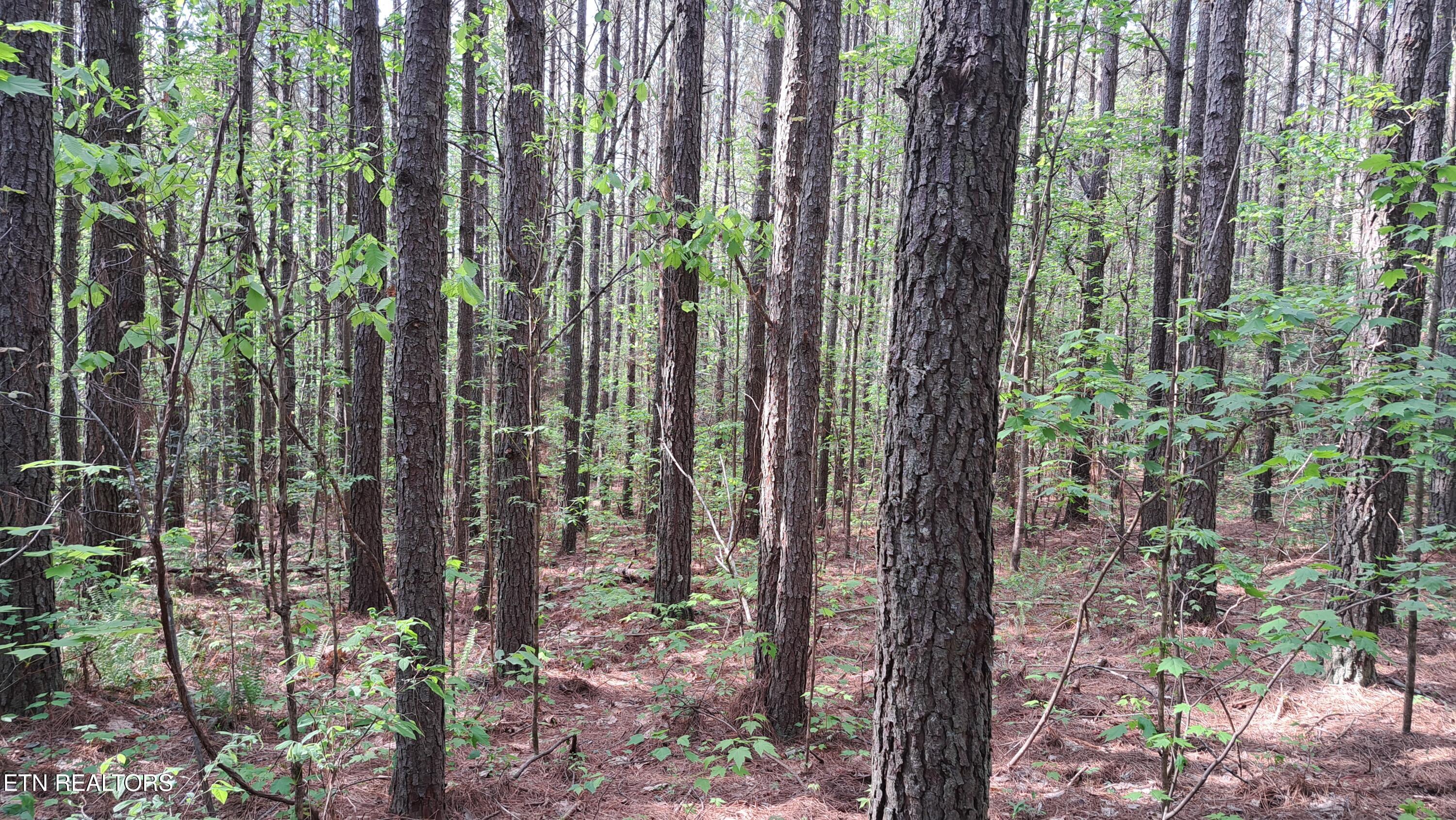 Lot 14 Airport Road (PCA) Rockwood TN 37854
