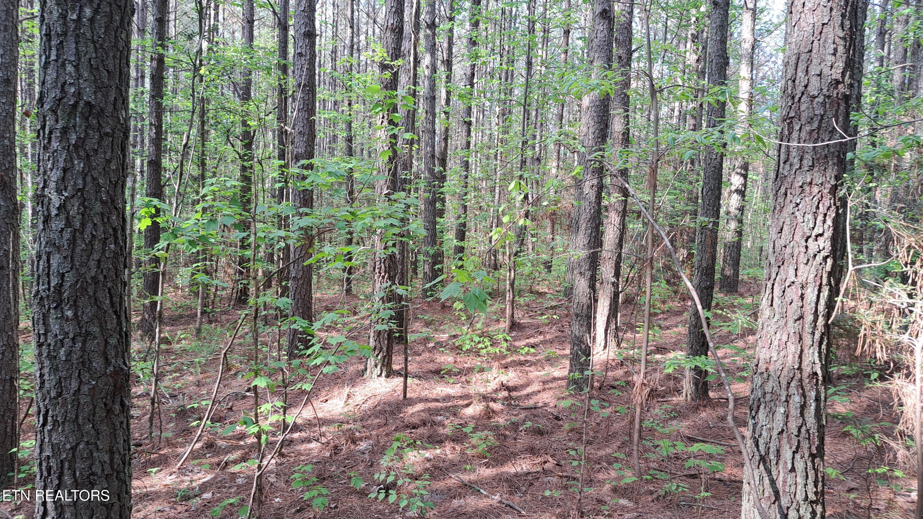 Lot 14 Airport Road (PCA) Rockwood TN 37854