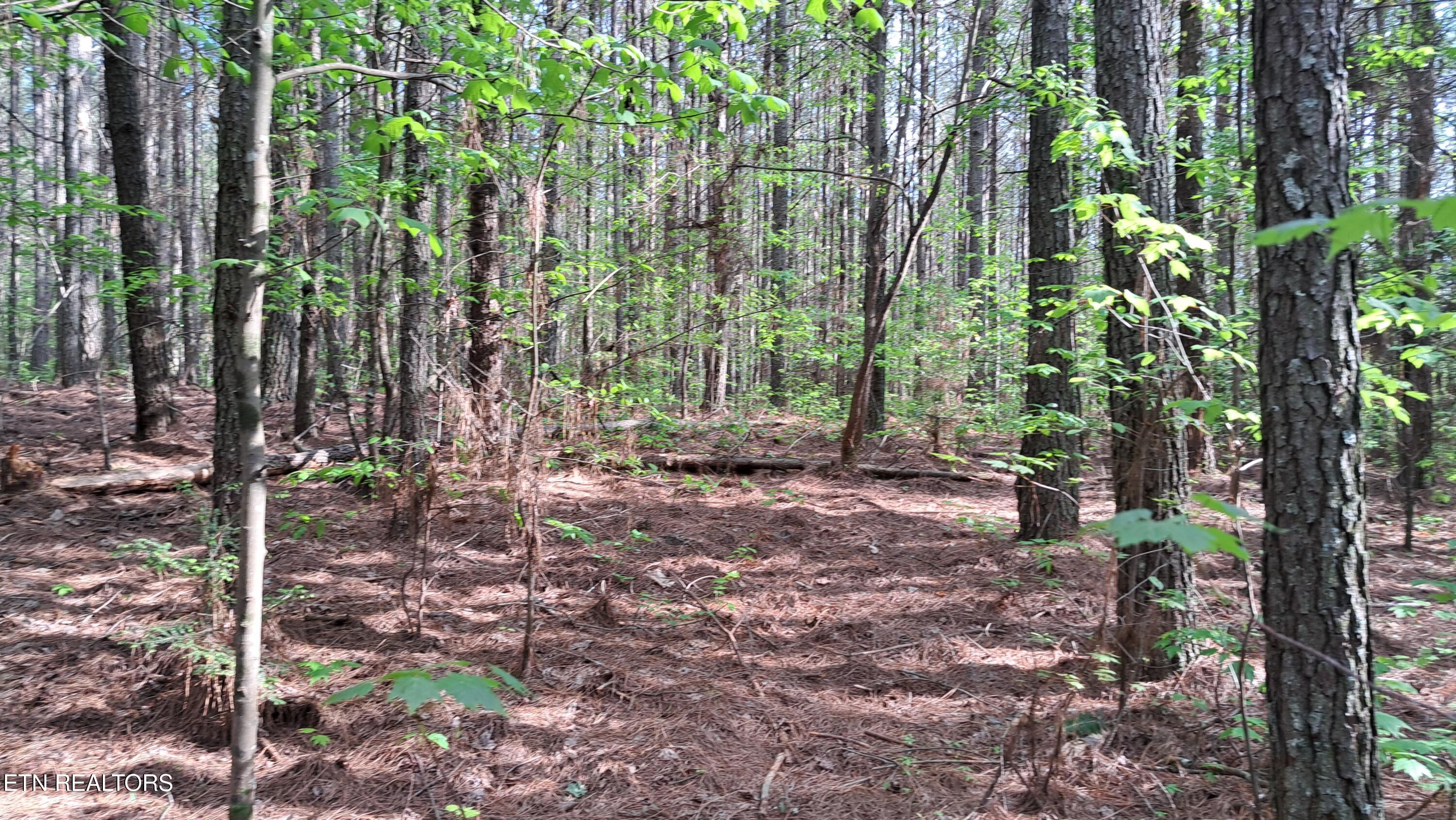 Lot 14 Airport Road (PCA) Rockwood TN 37854