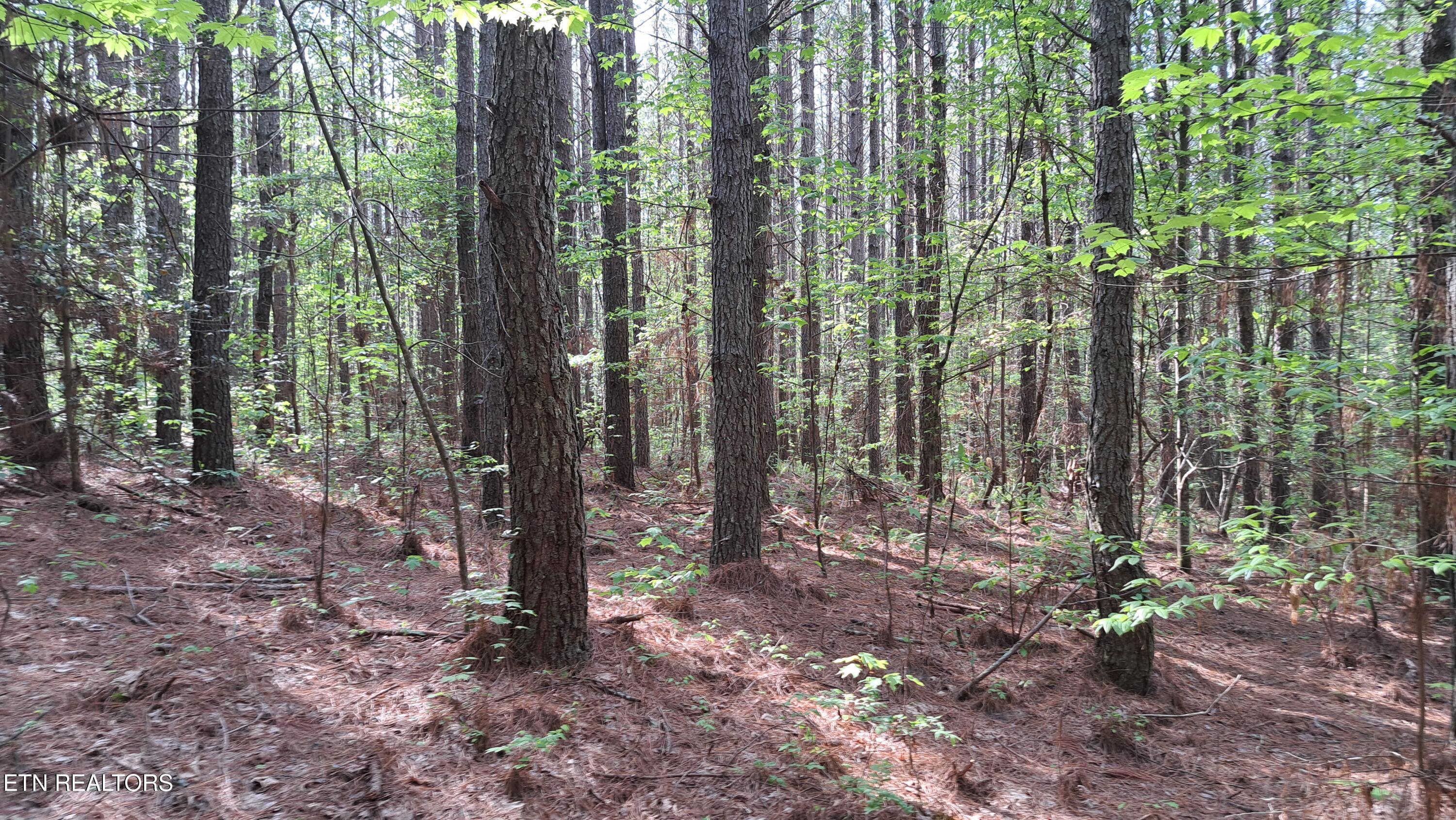 Lot 14 Airport Road (PCA) Rockwood TN 37854