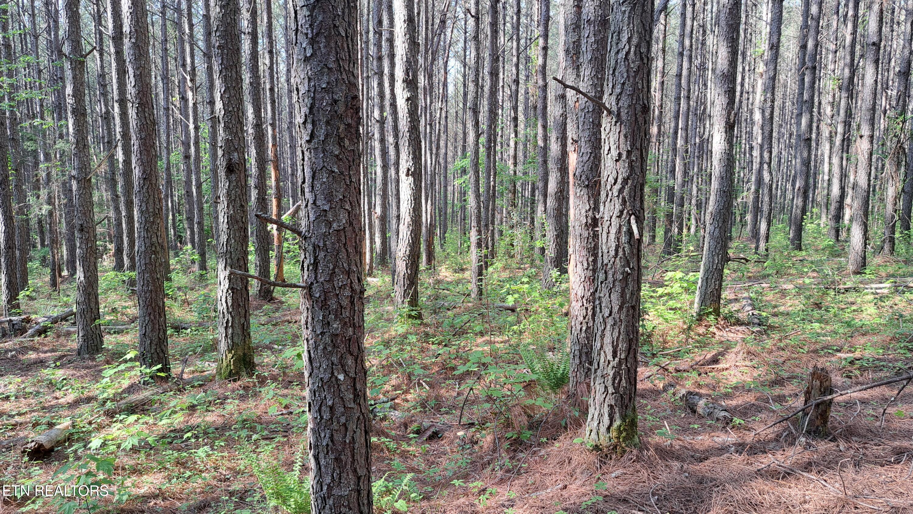 Lot 14 Airport Road (PCA) Rockwood TN 37854