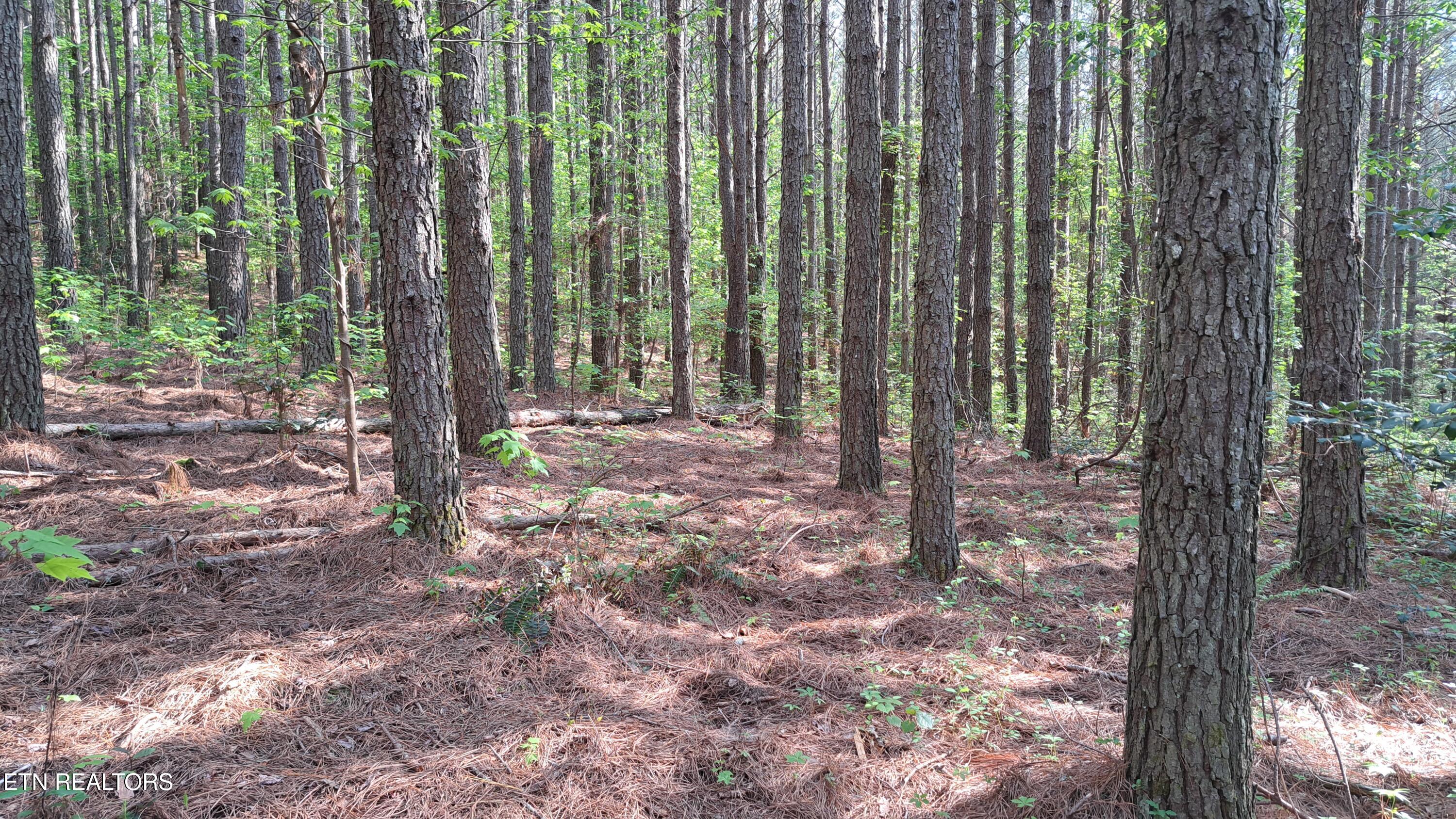 Lot 14 Airport Road (PCA) Rockwood TN 37854