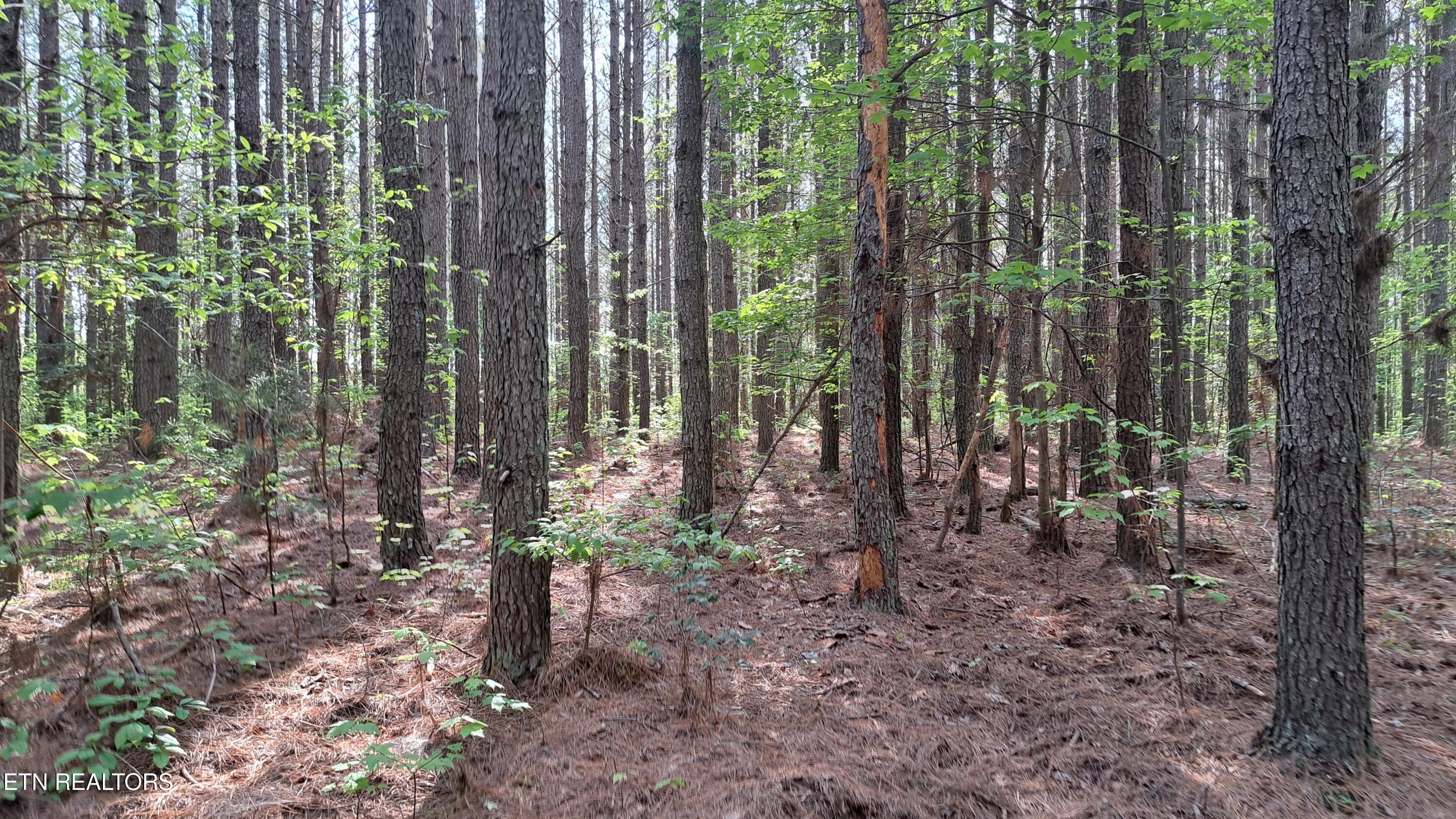 Lot 14 Airport Road (PCA) Rockwood TN 37854