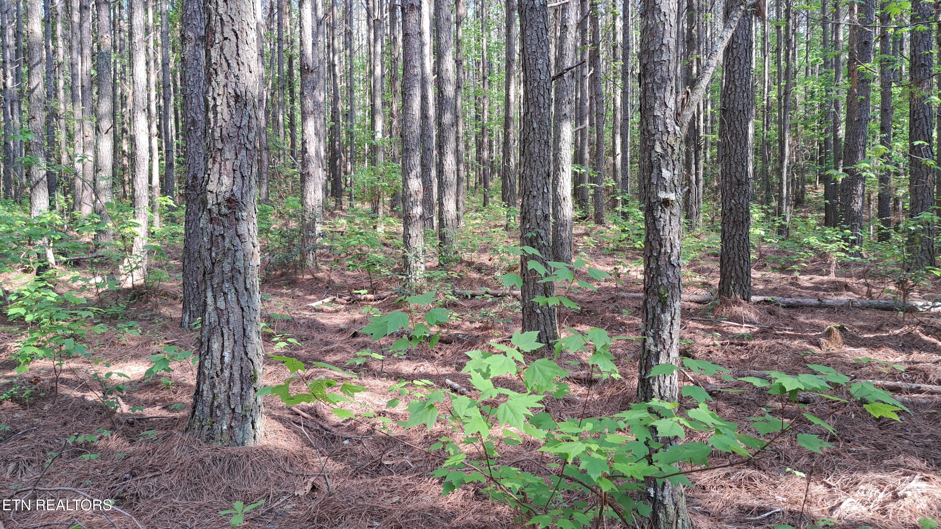Lot 14 Airport Road (PCA) Rockwood TN 37854