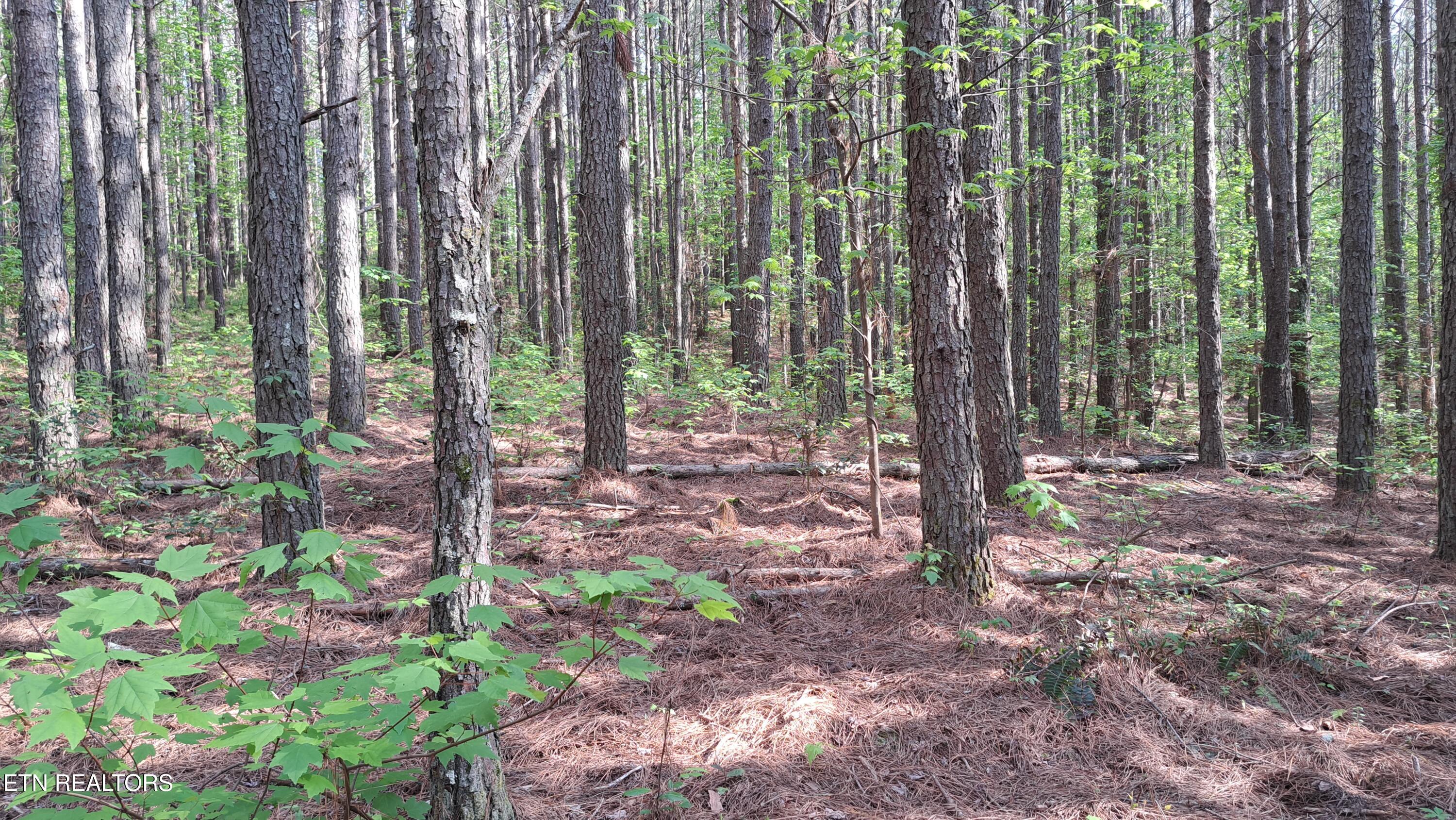 Lot 14 Airport Road (PCA) Rockwood TN 37854
