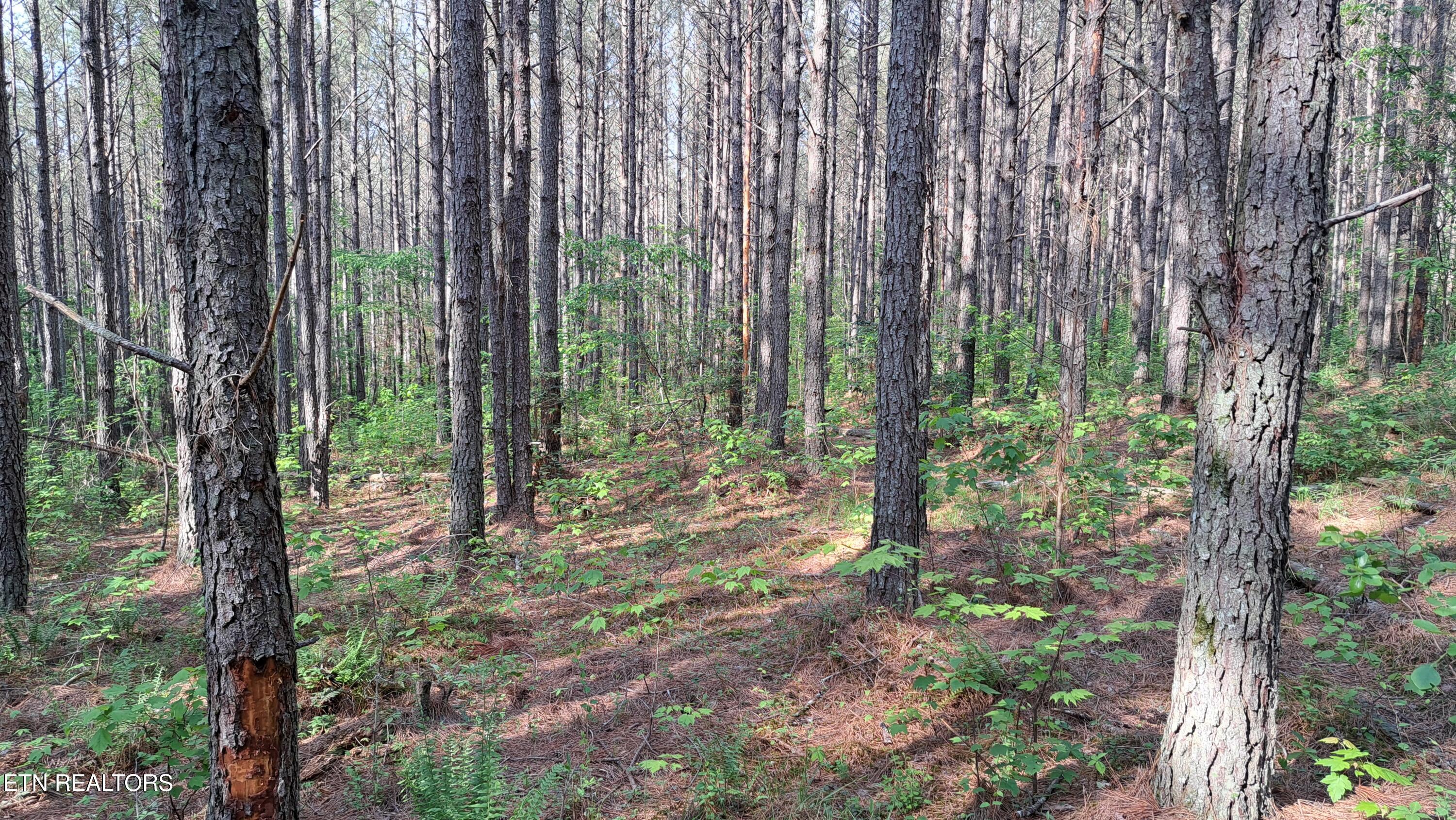 Lot 14 Airport Road (PCA) Rockwood TN 37854