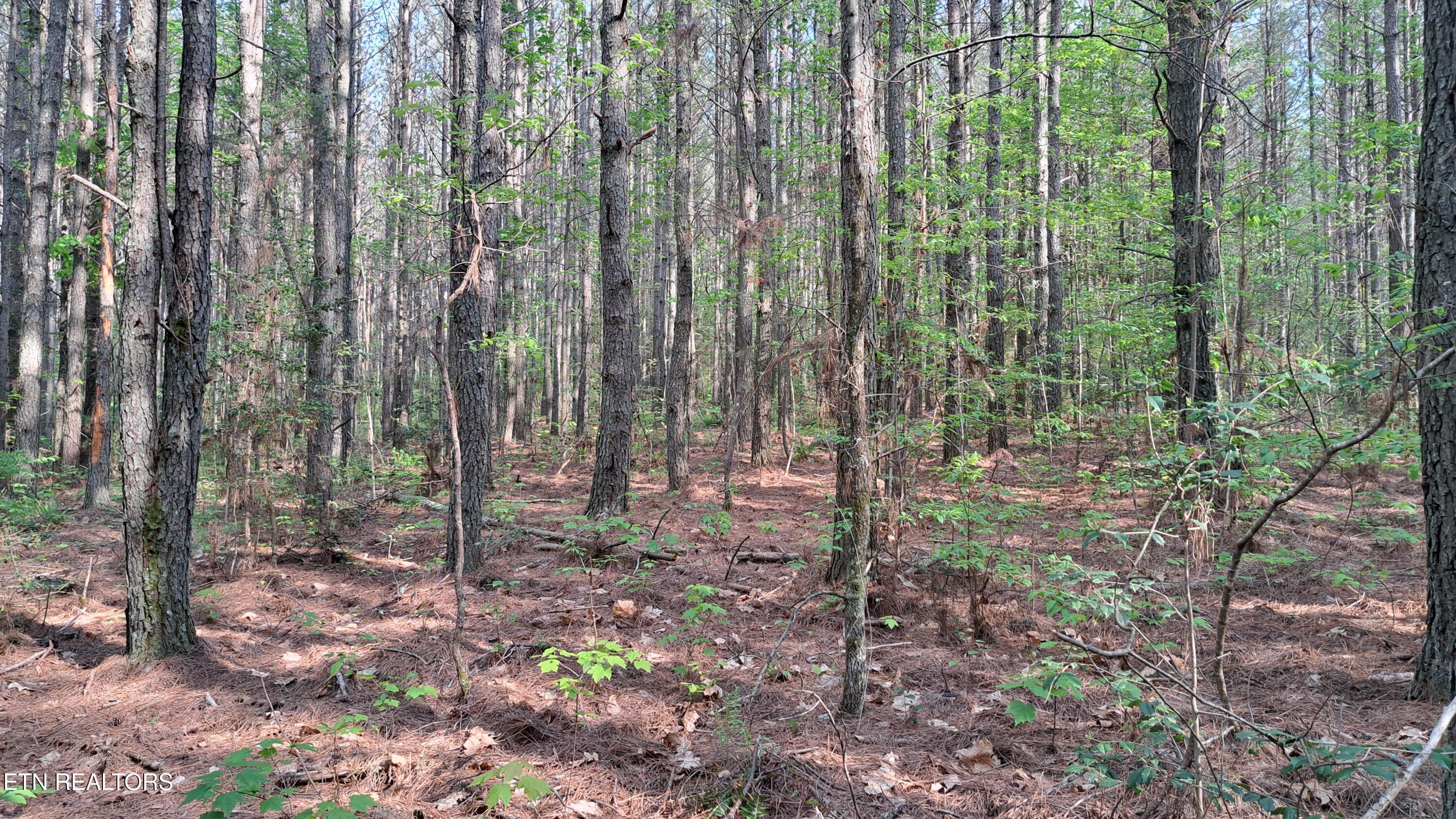 Lot 14 Airport Road (PCA) Rockwood TN 37854