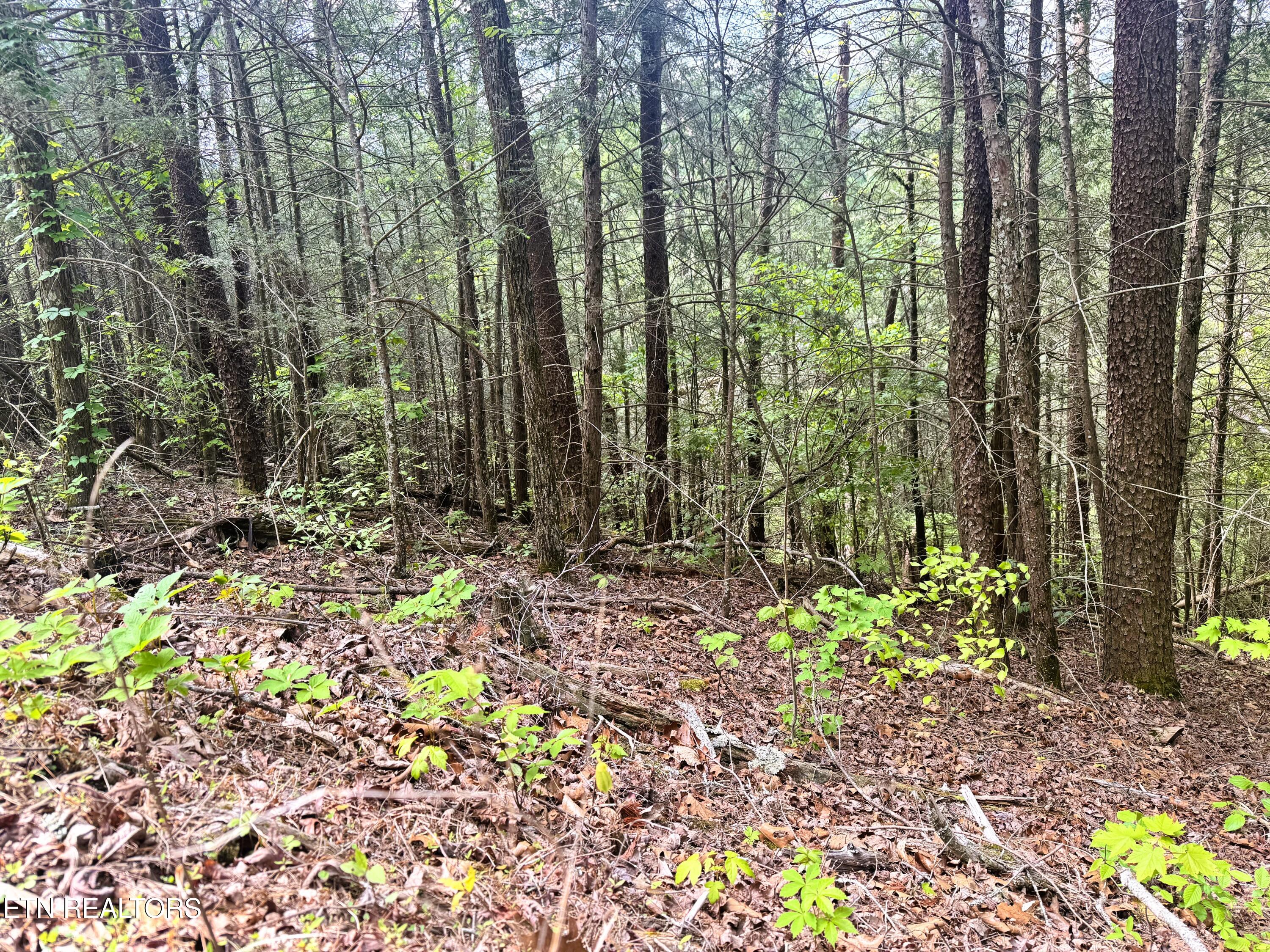 Montevallo Road Sevierville TN 37876