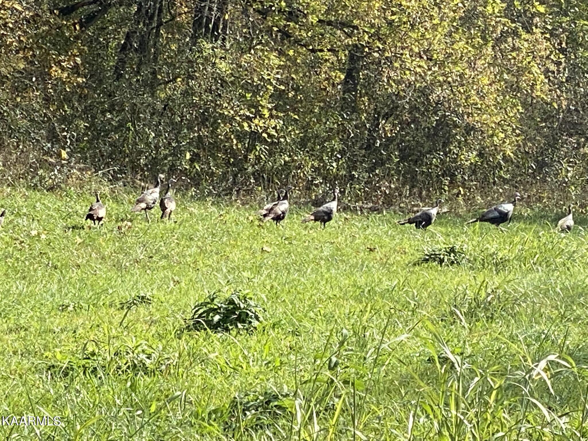 311 Ross Cemetery Road Rocky Top TN 37769