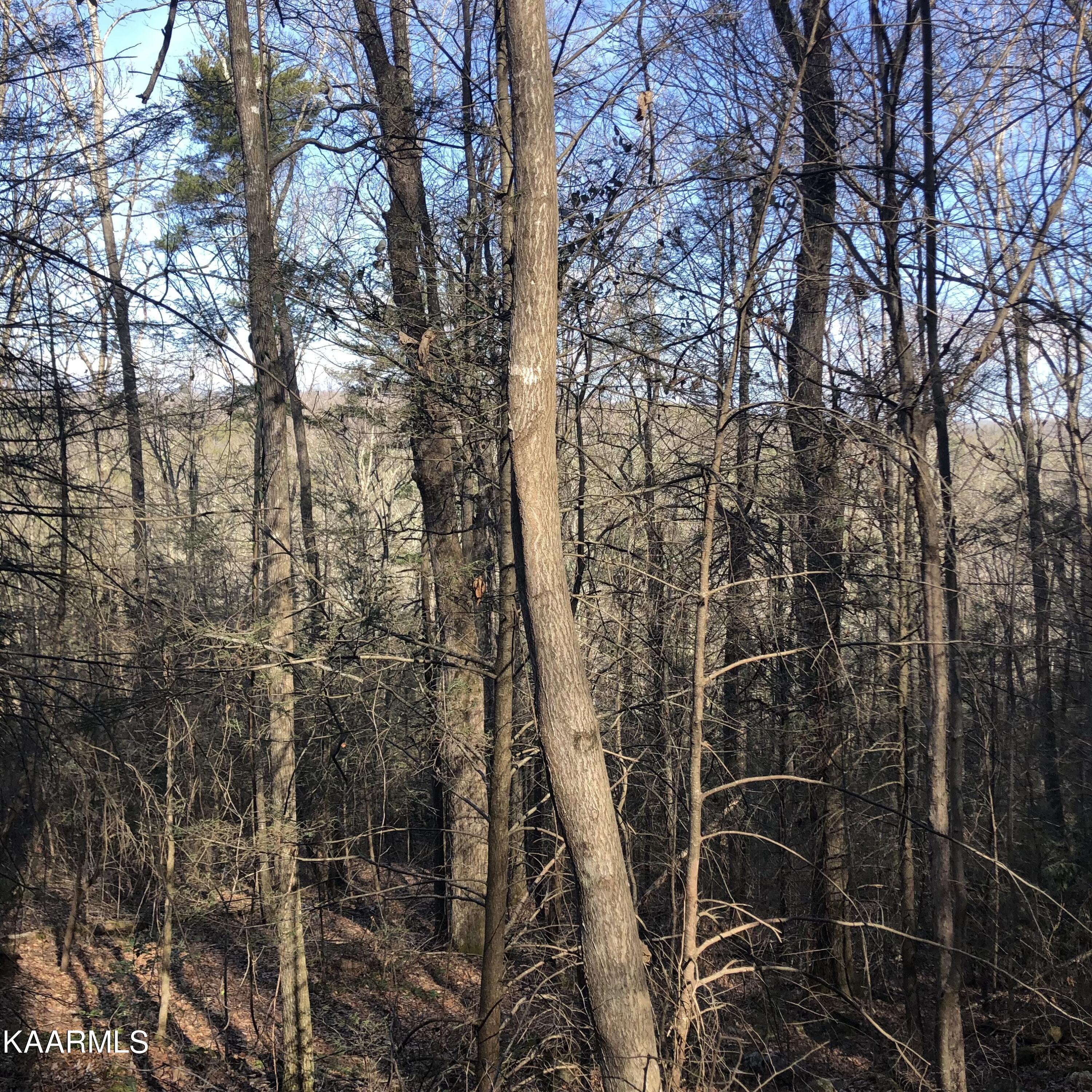 450 Holder Cemetery Road Tellico Plains TN 37385