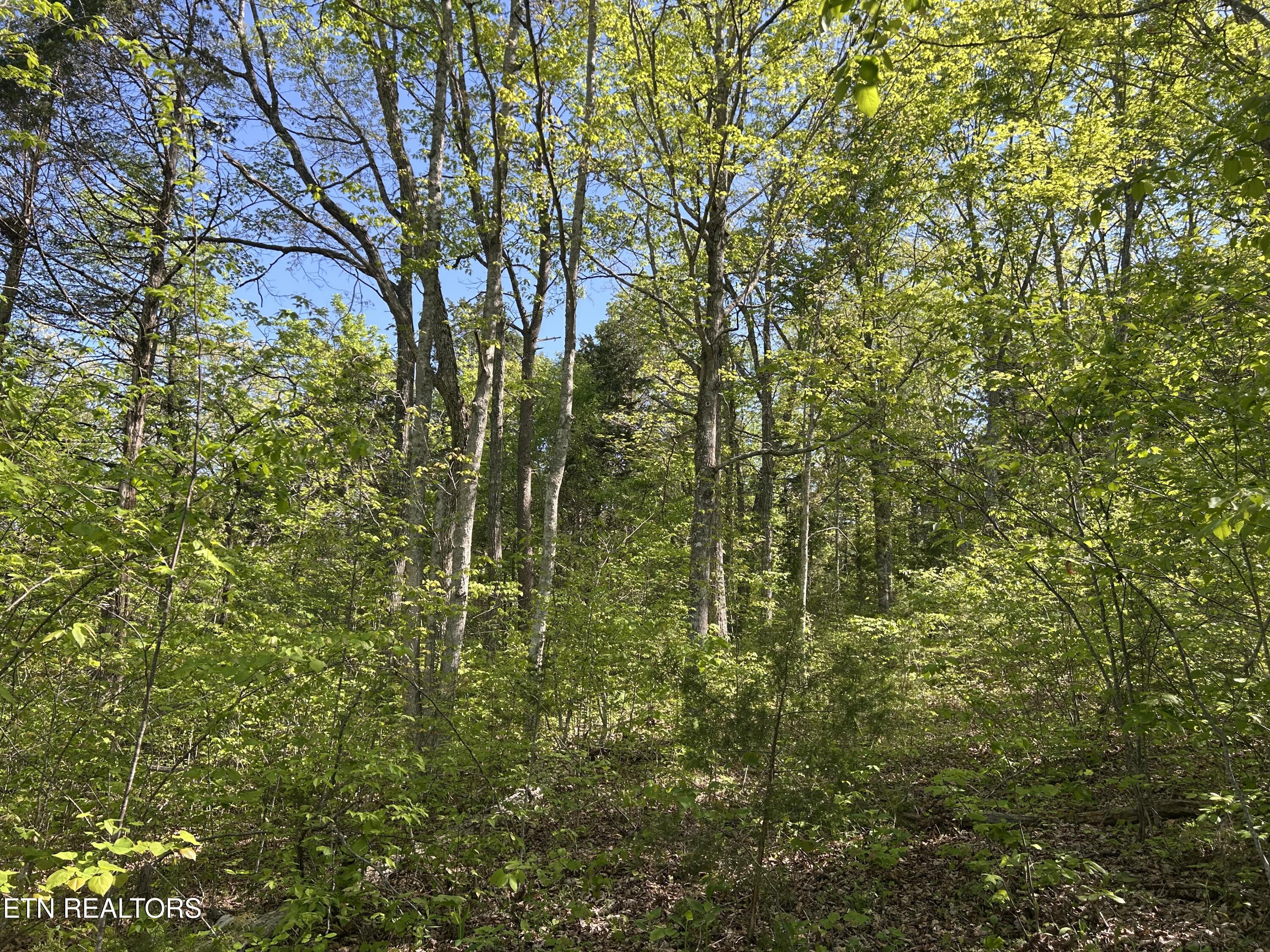 Long Hollow Road Sneedville TN 37869