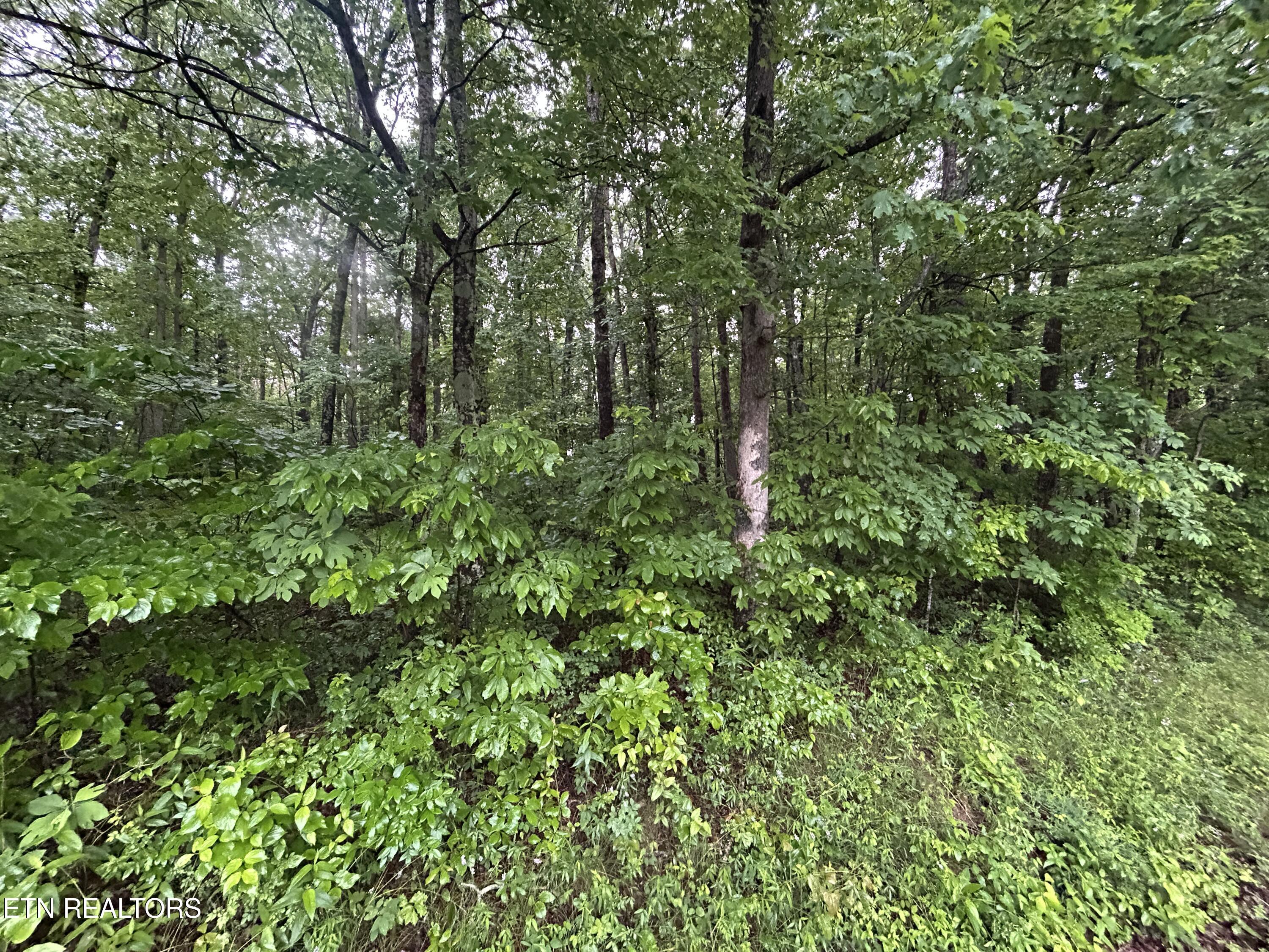 Wilder Road Clarkrange TN 38553