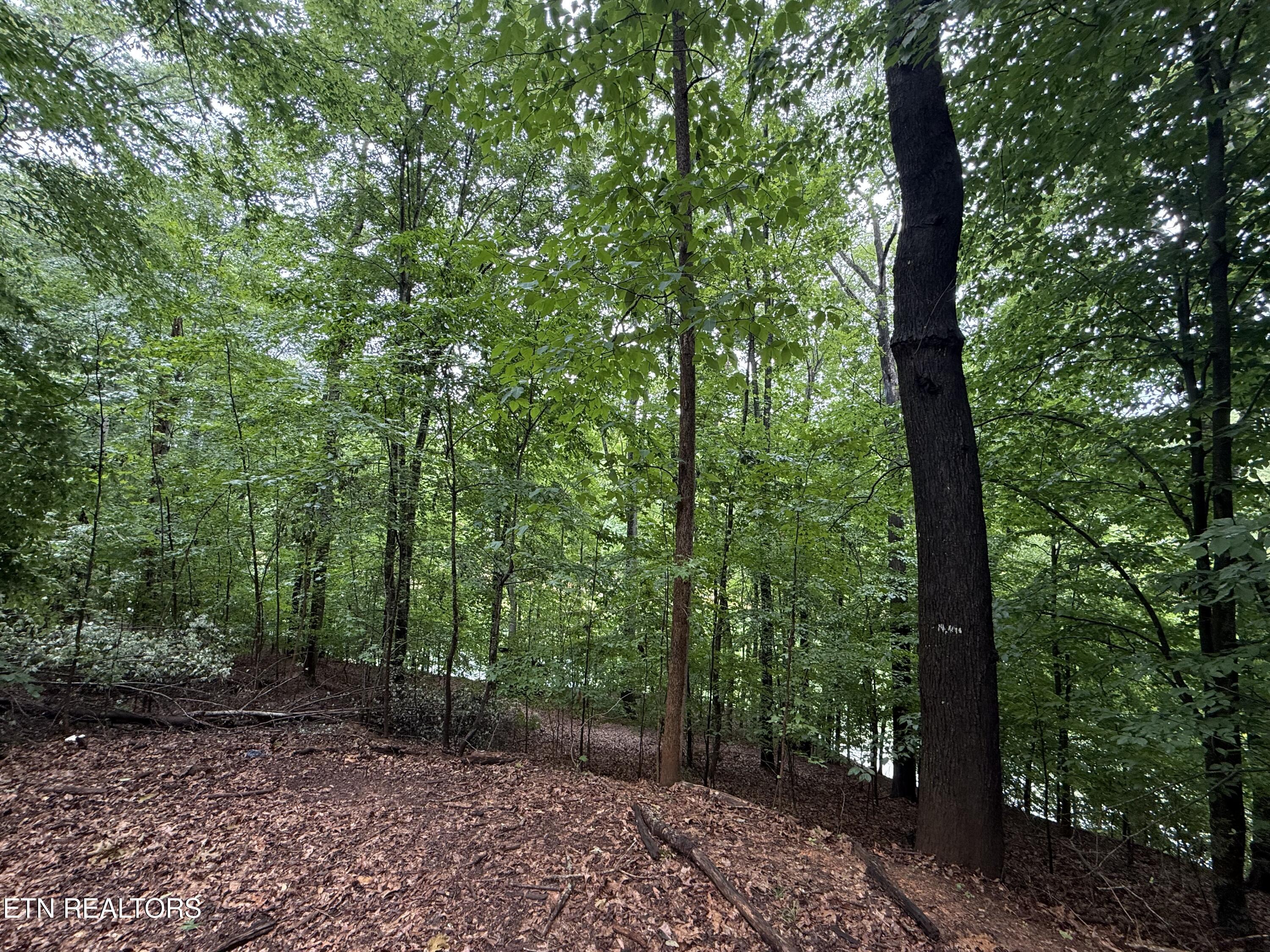 Old Chisholm Trail Dandridge TN 37725