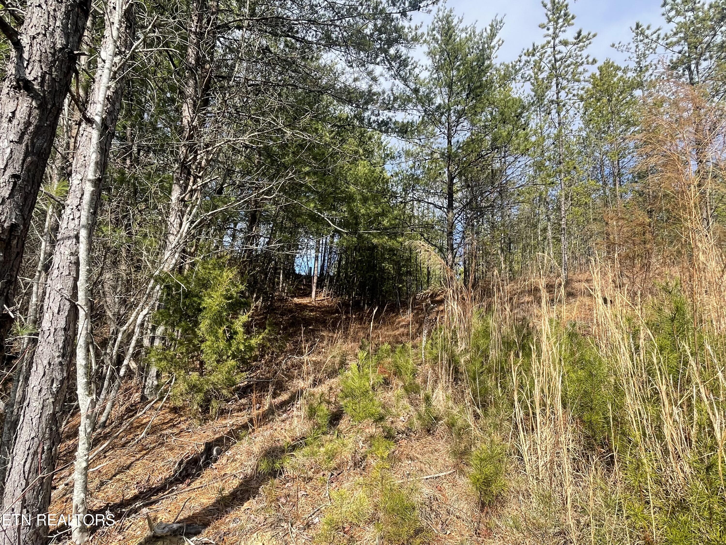 Lot 36 Bullet Mountain Drive Tellico Plains TN 37385