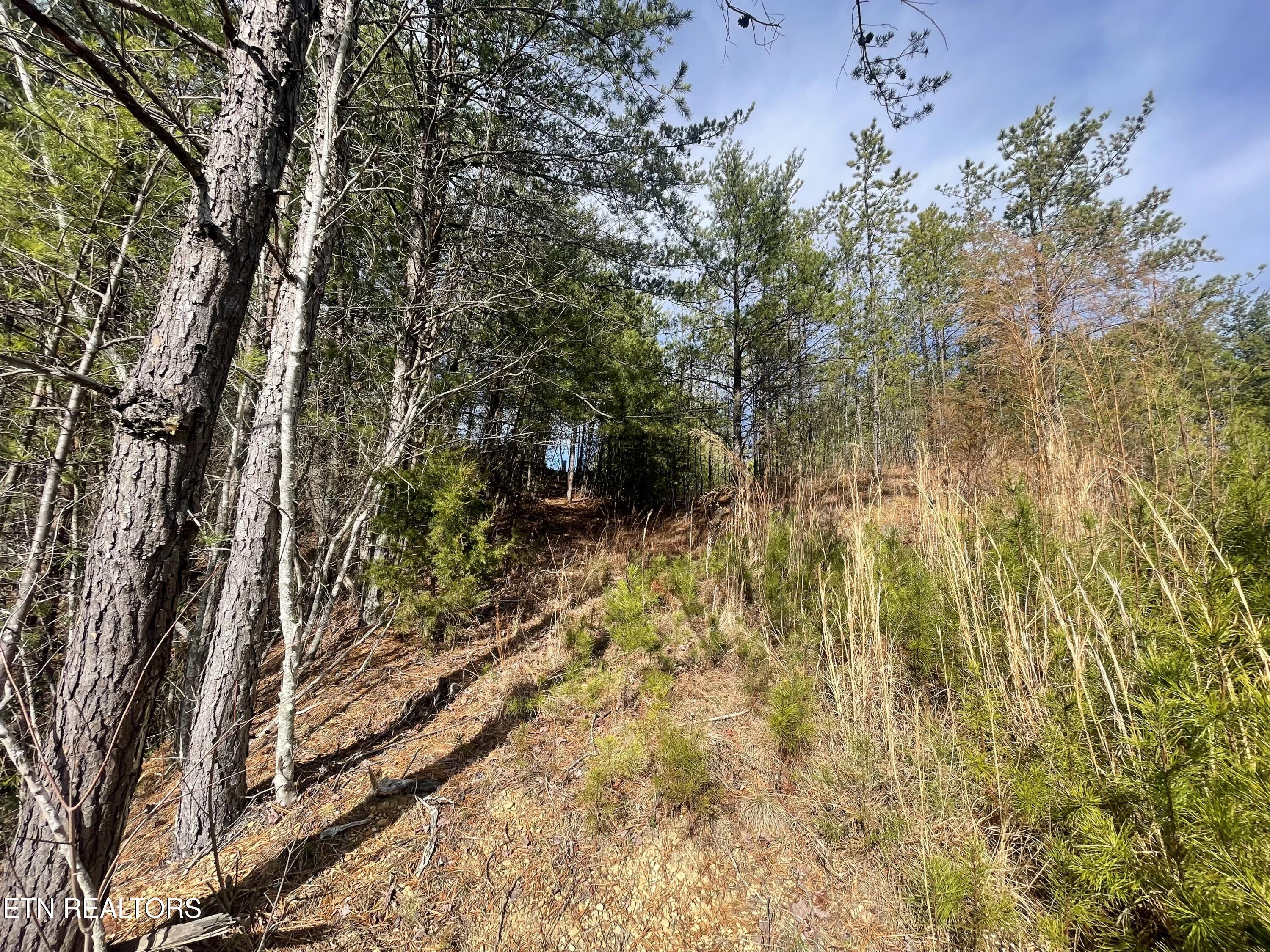 Lot 36 Bullet Mountain Drive Tellico Plains TN 37385