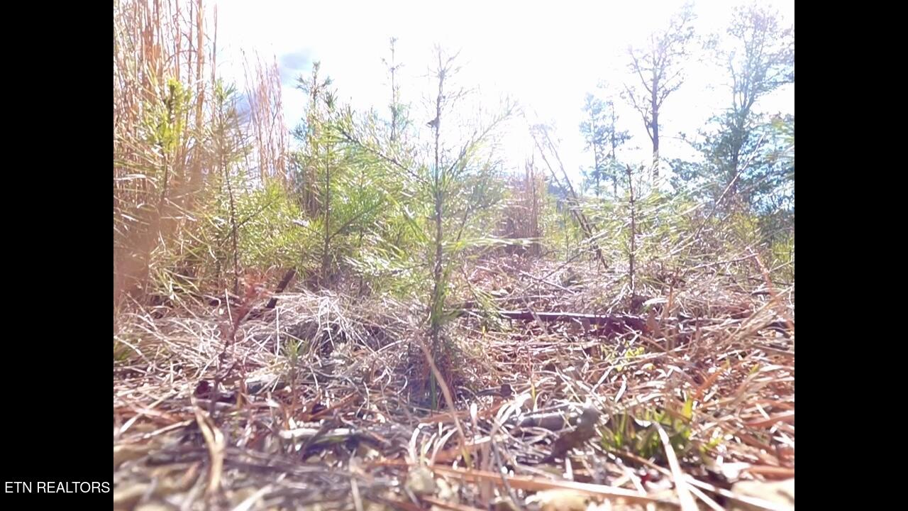 Lot 36 Bullet Mountain Drive Tellico Plains TN 37385