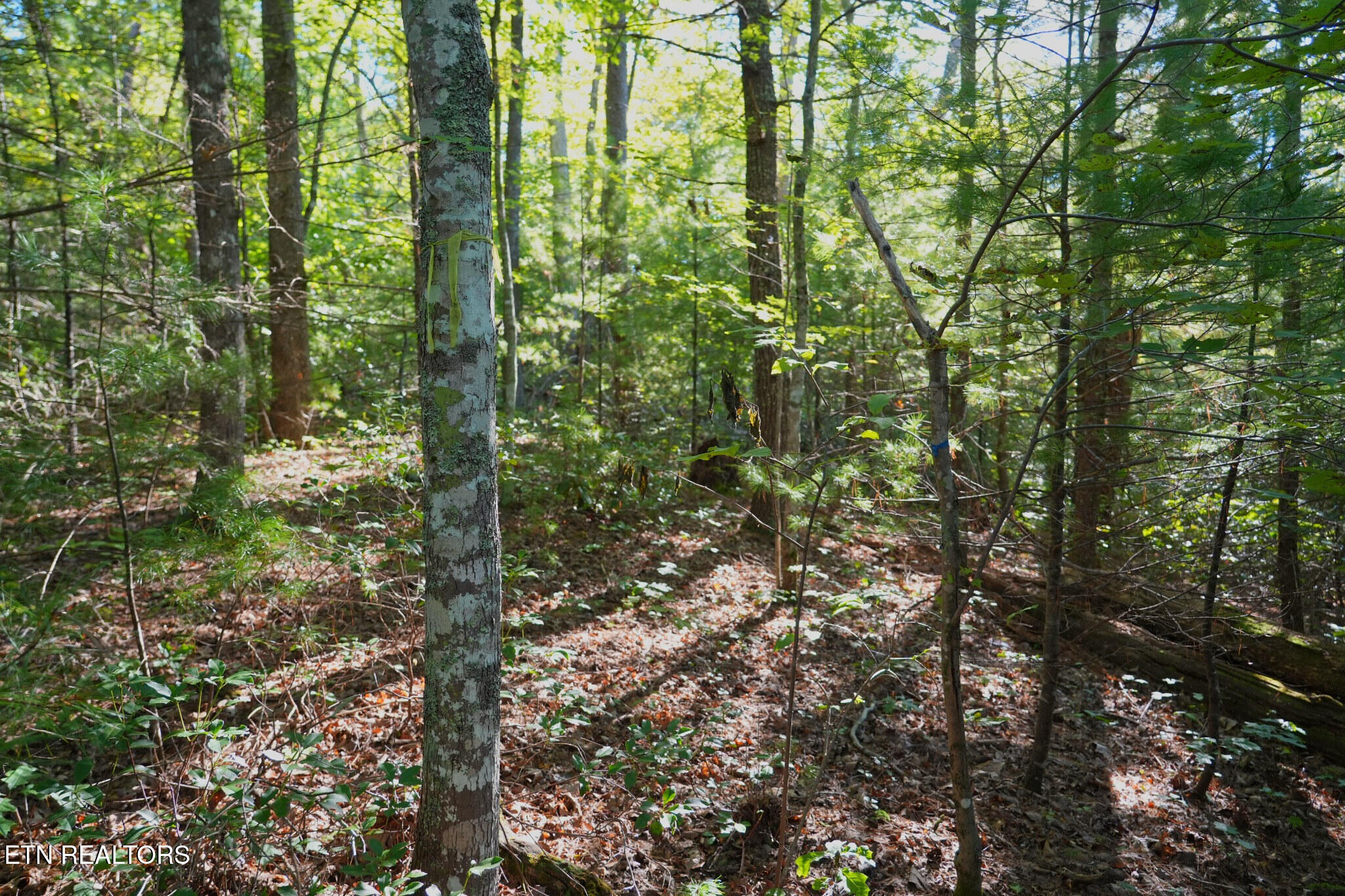 3738 Oliver Way Sevierville TN 37876