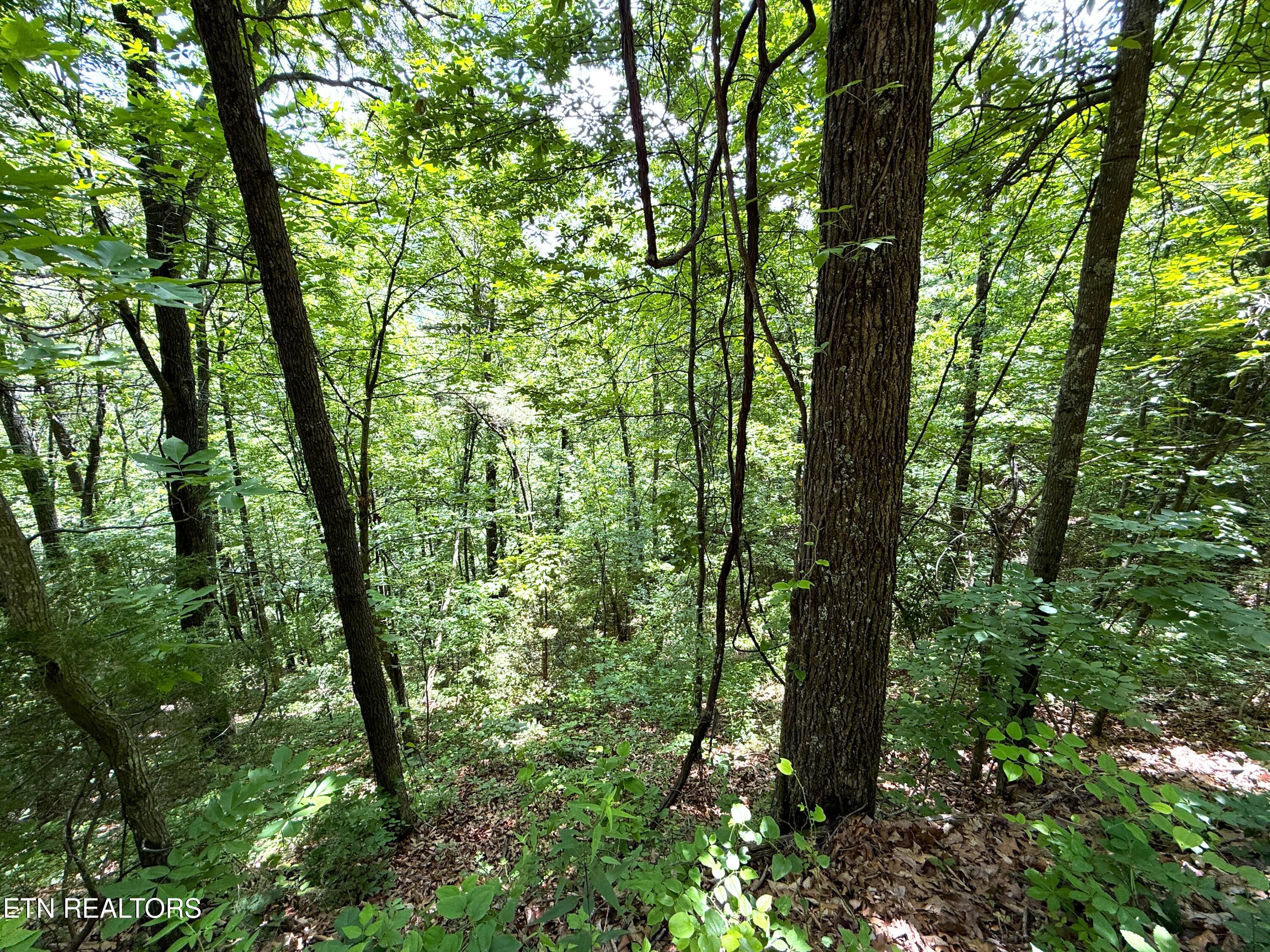 Aintree Drive Sevierville TN 37876