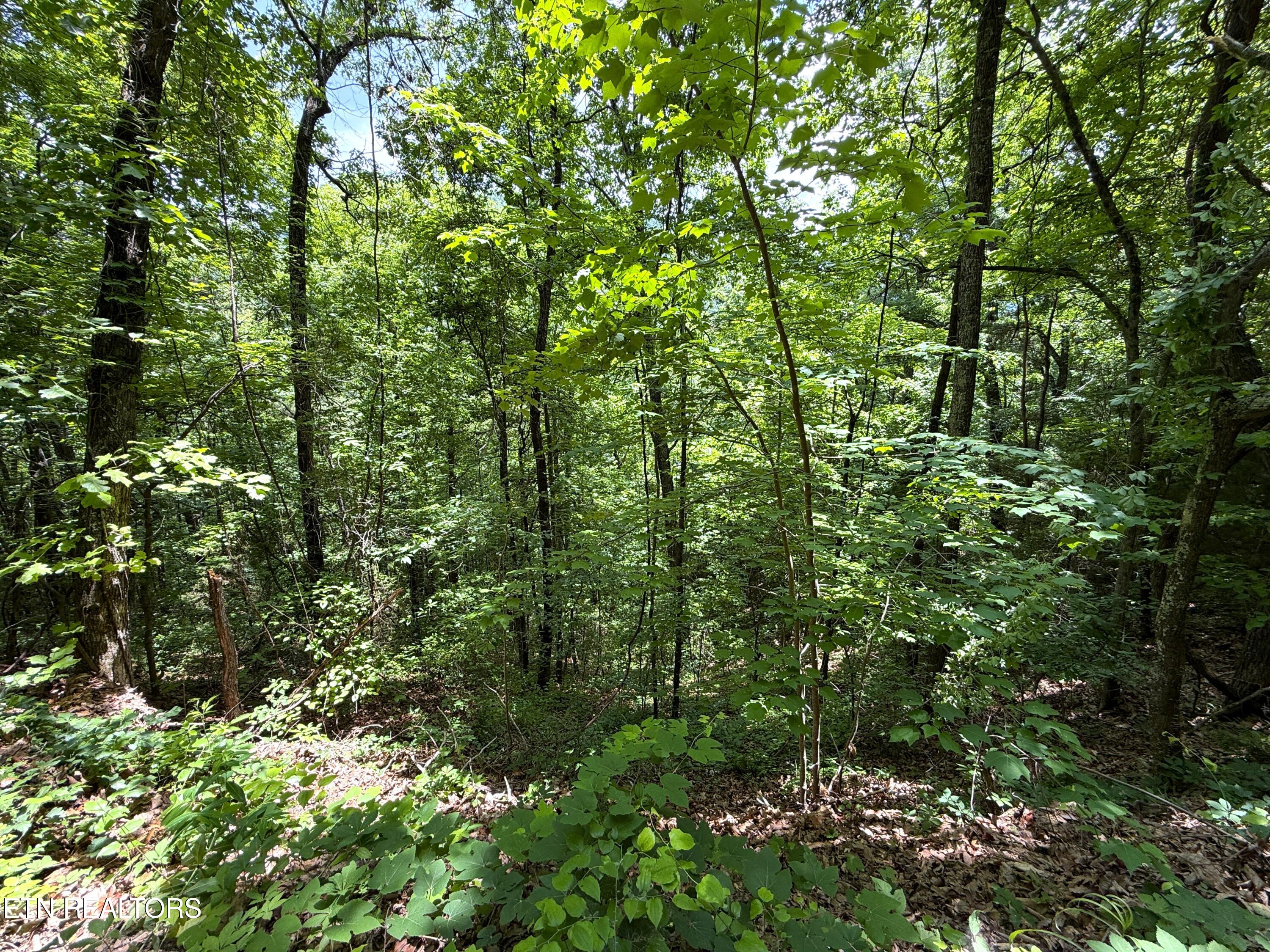Aintree Drive Sevierville TN 37876