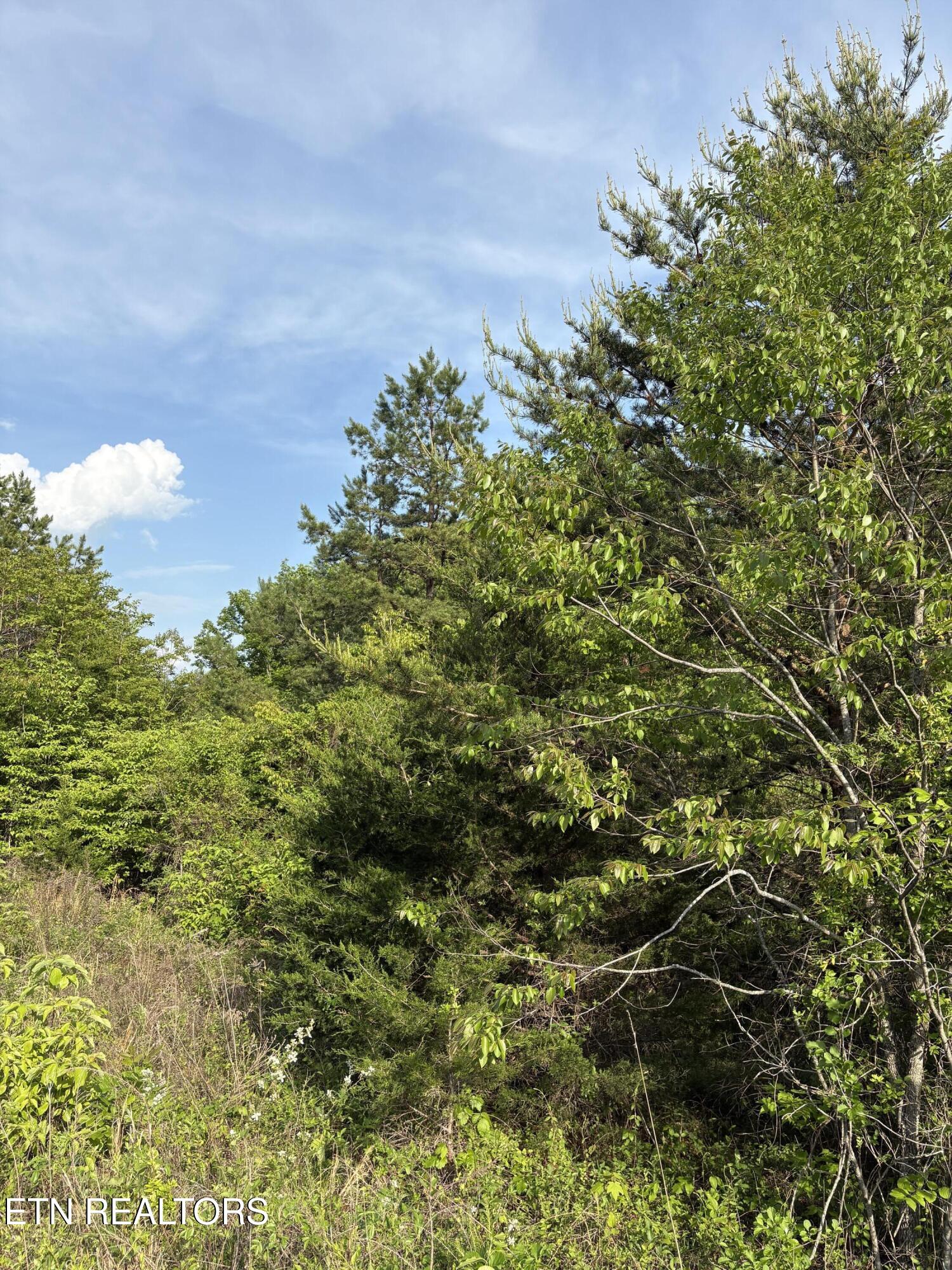 Lot 60 Saddleridge Drive Speedwell TN 37870